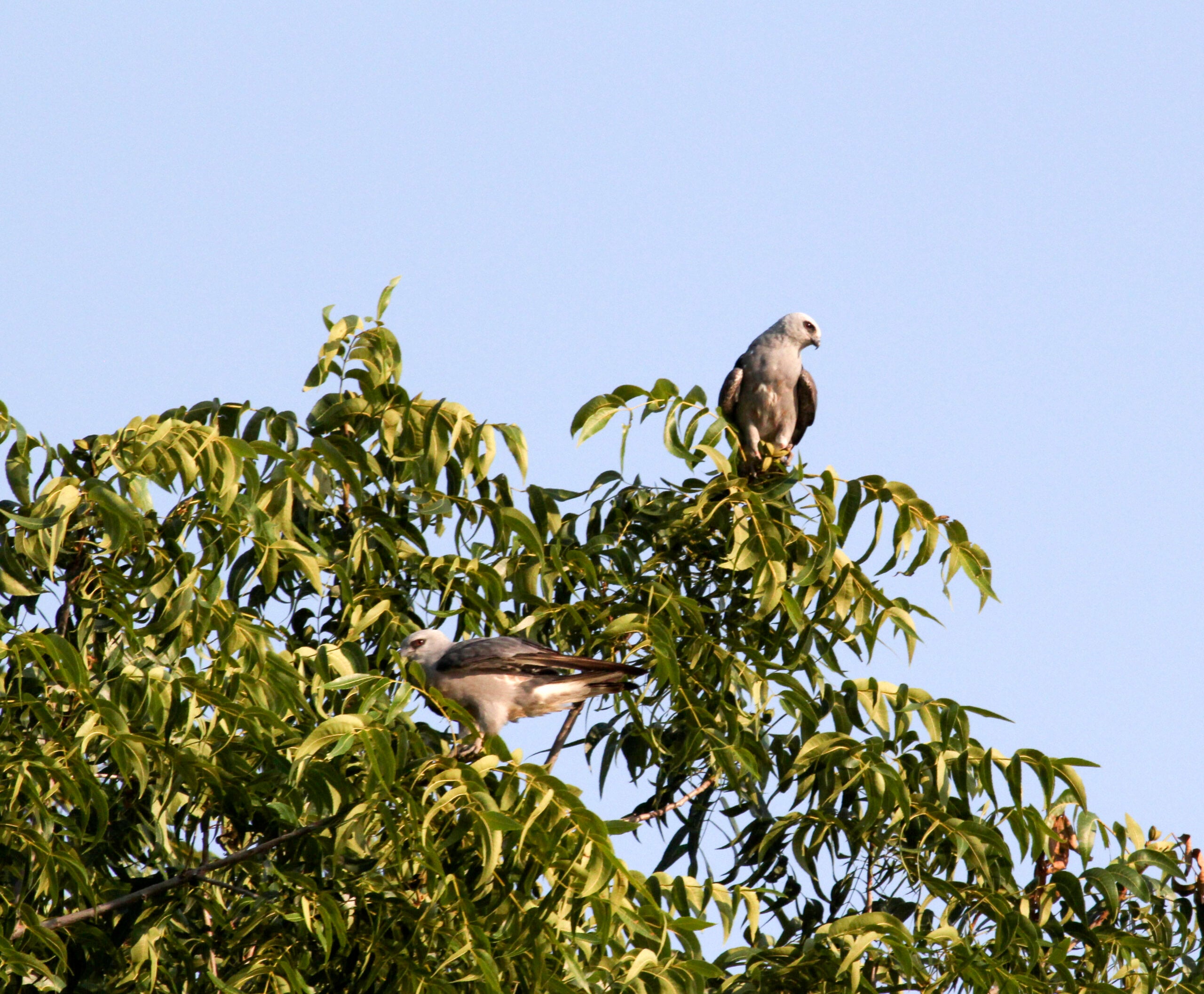 New Birds Nesting In Wisconsin, DNR Survey Finds