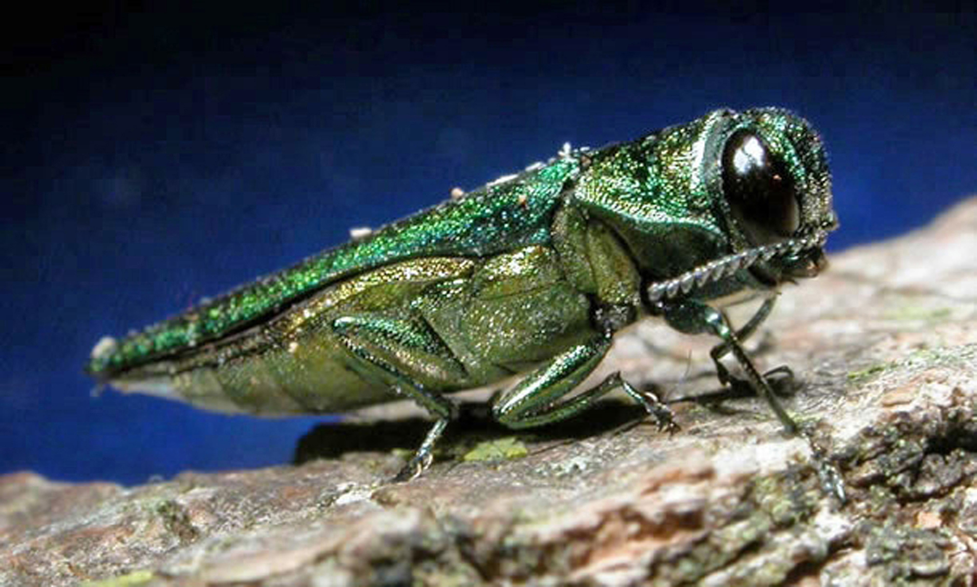 Emerald Ash Borer Confirmed In Manitowoc County