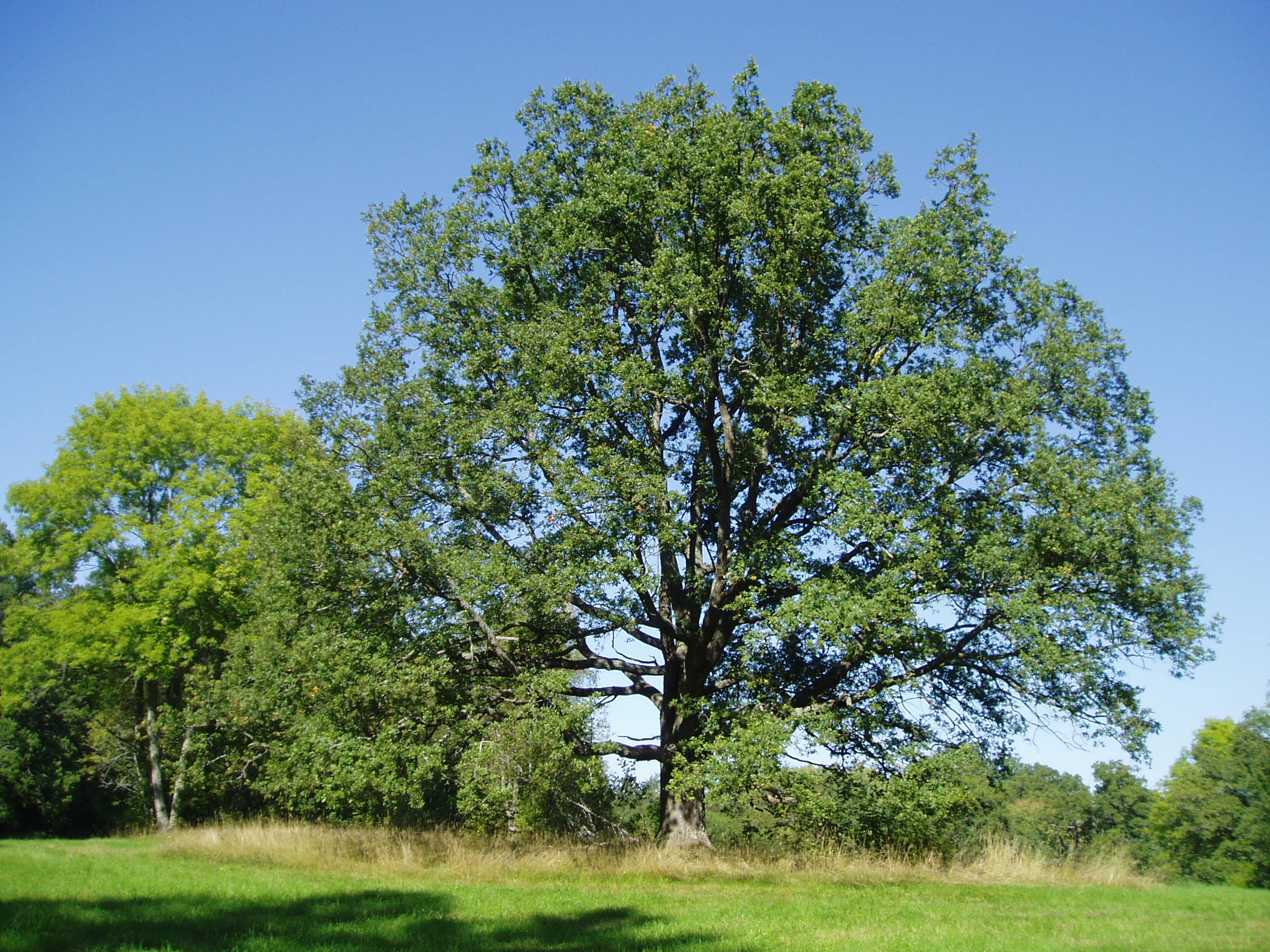 Wisconsin Oak Trees Improve Predictions About Climate Change, Study Finds