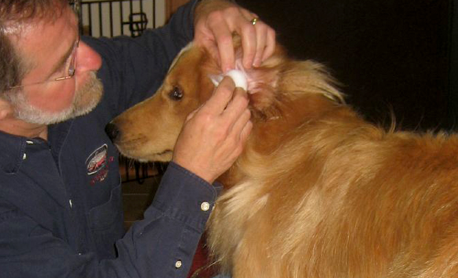 man cleaning dog's ears