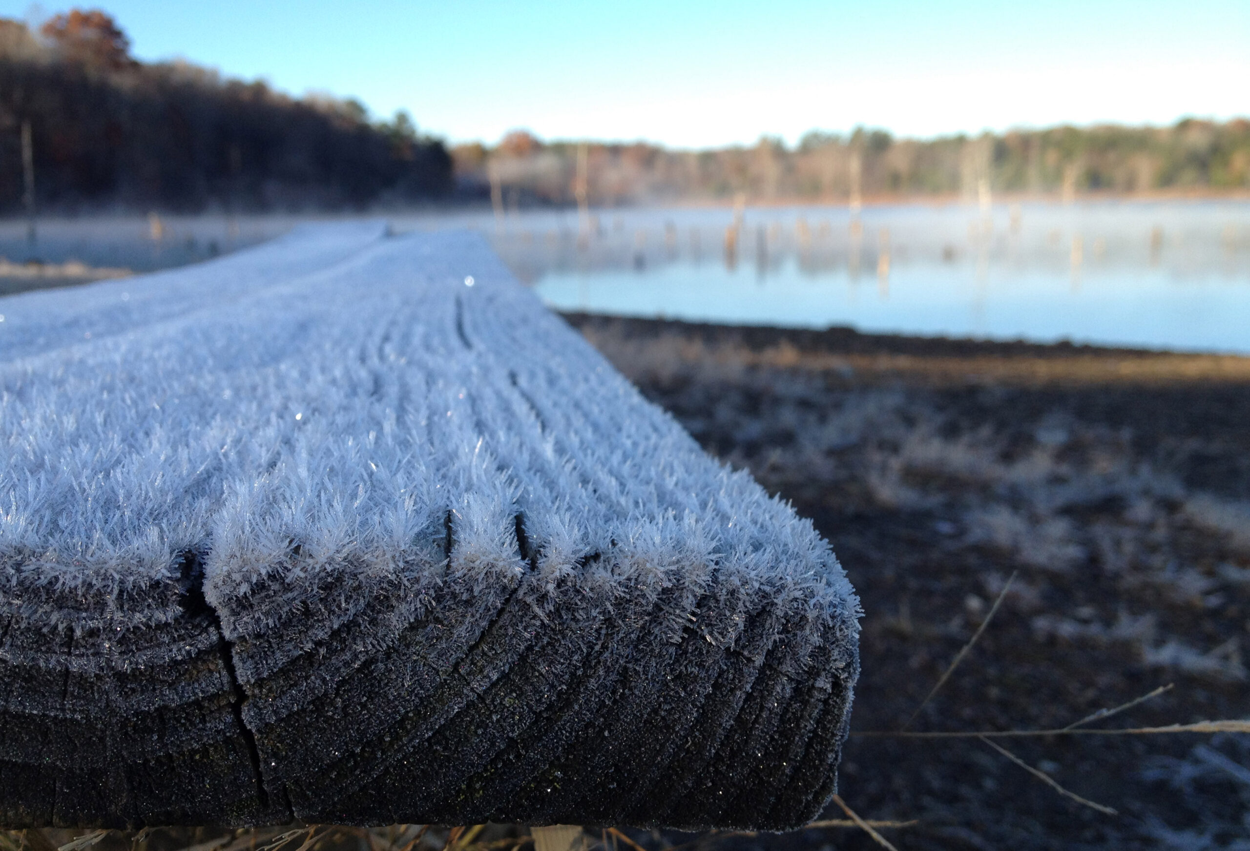 Frost on a log