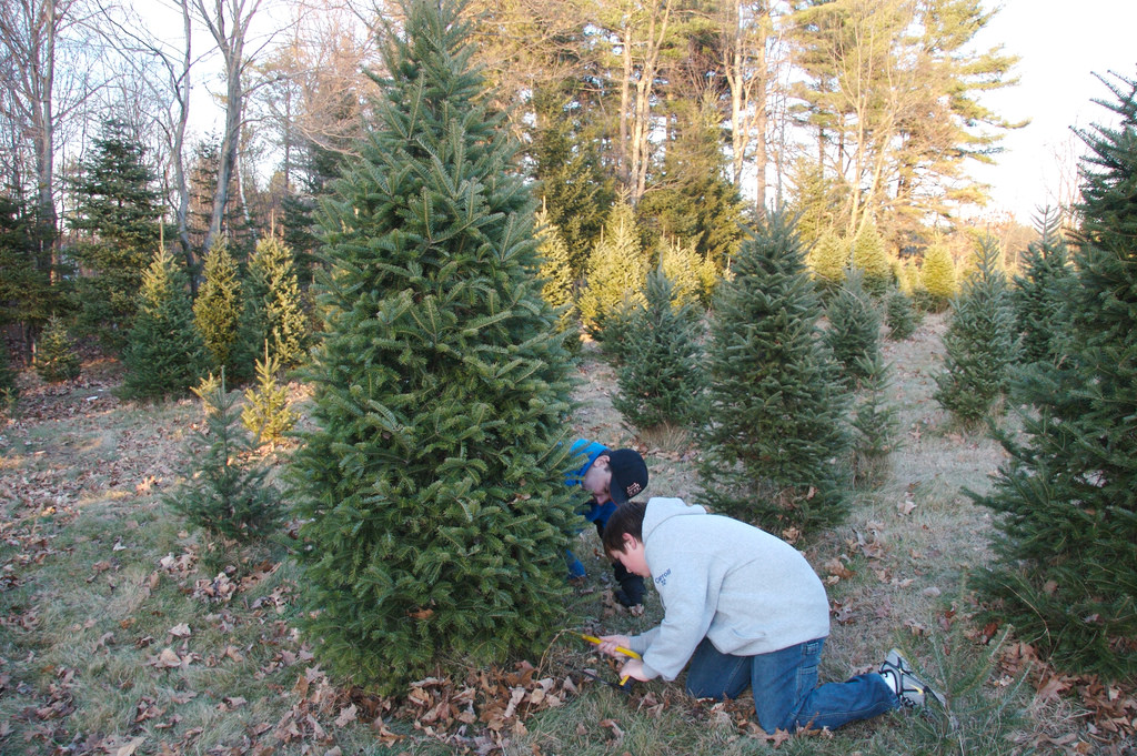 cutting Christmas tree