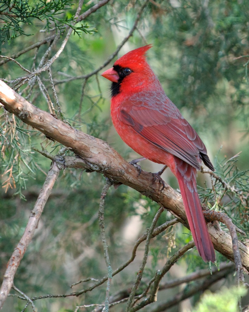 cardinal in pine
