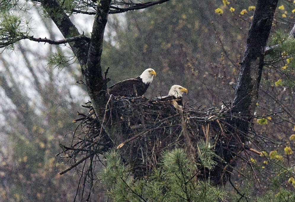 Eagles in a nest