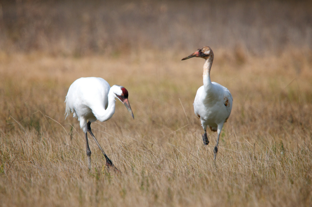 Whooping Crane Researchers Evaluate First Year Of New Reintroduction Techniques