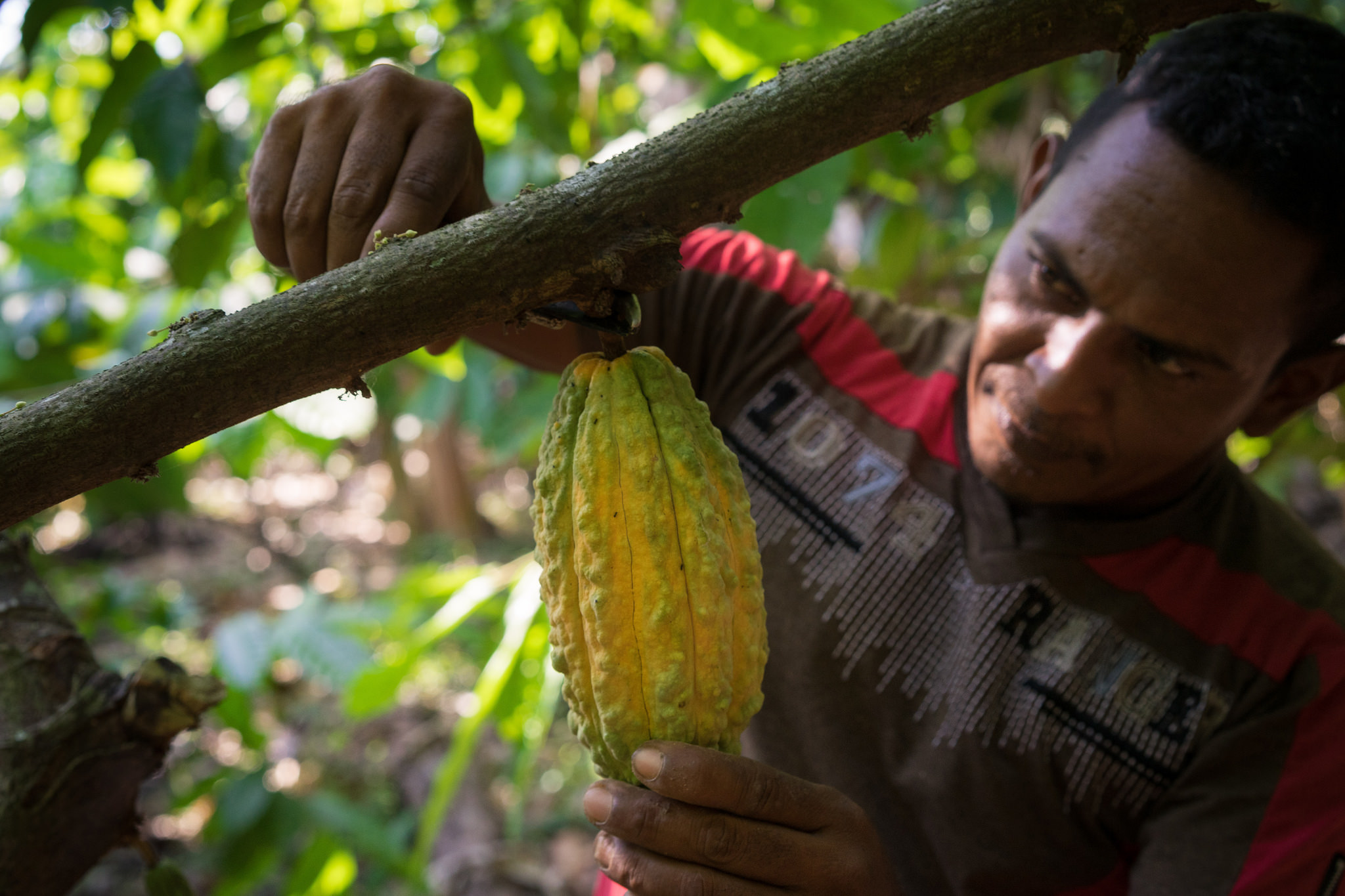 Cacao plant with farmer