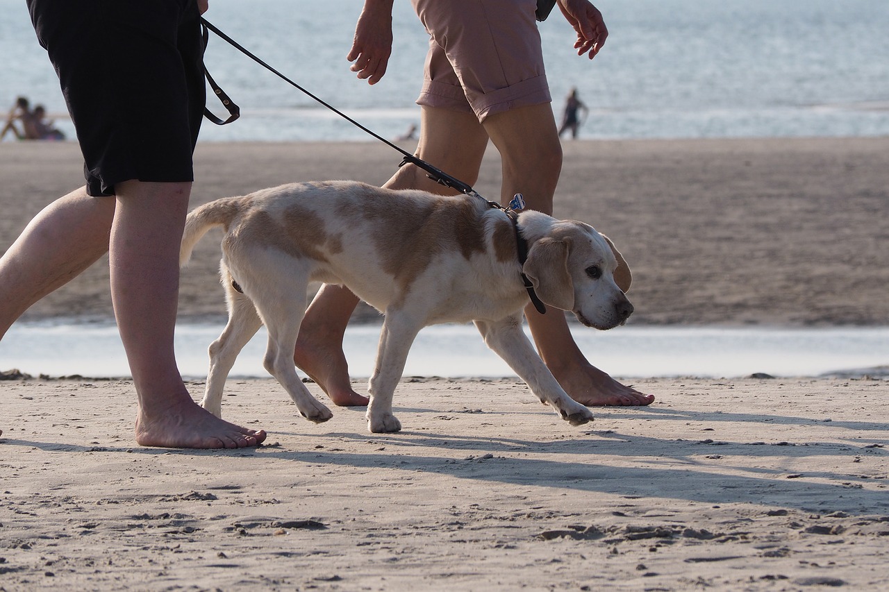 dog on beach with leash