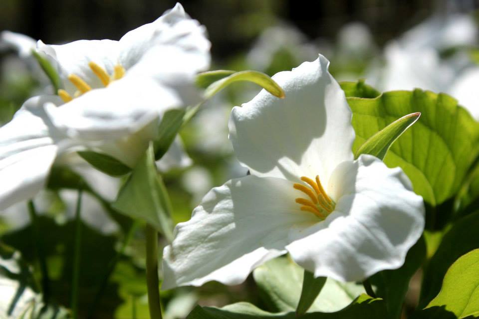 trilliums