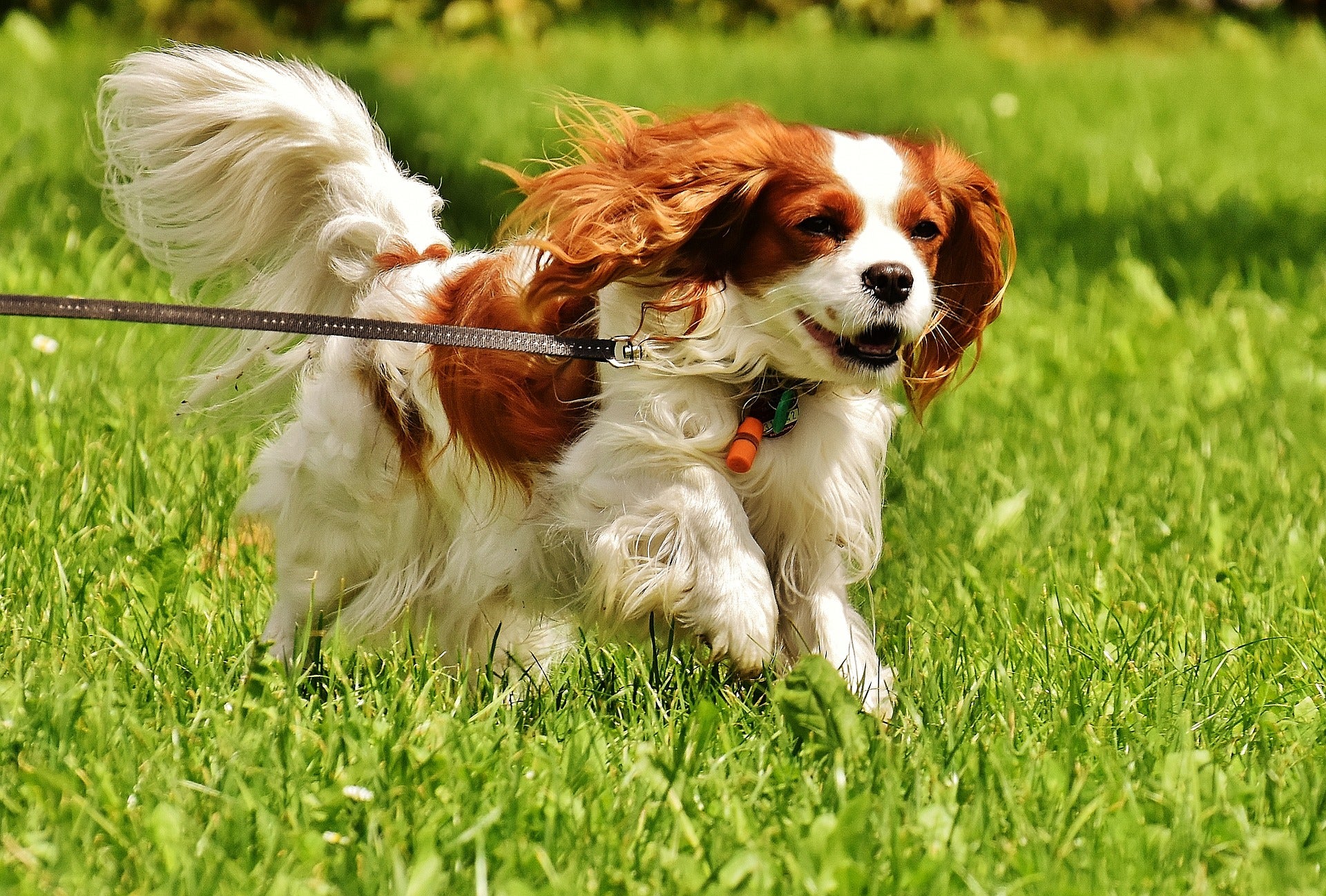 King Charles Spaniel