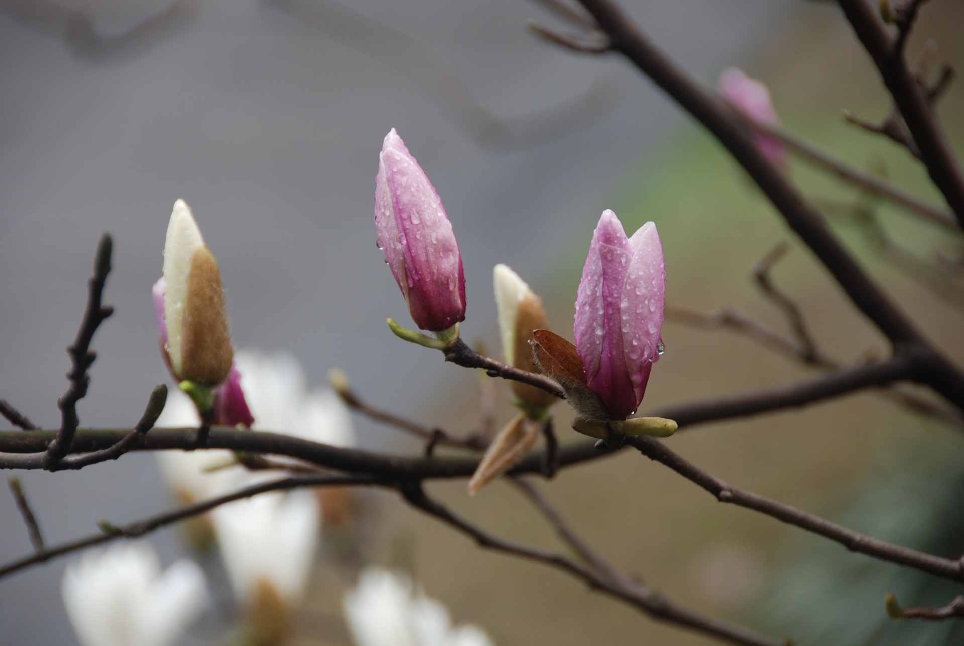 magnolia buds in rain