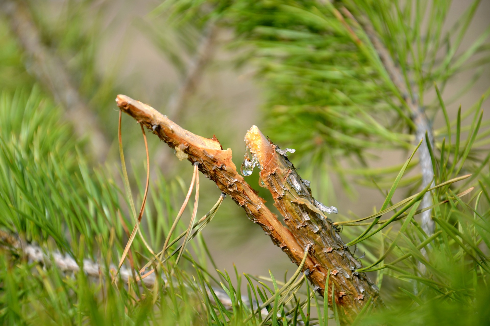 broken pine branch