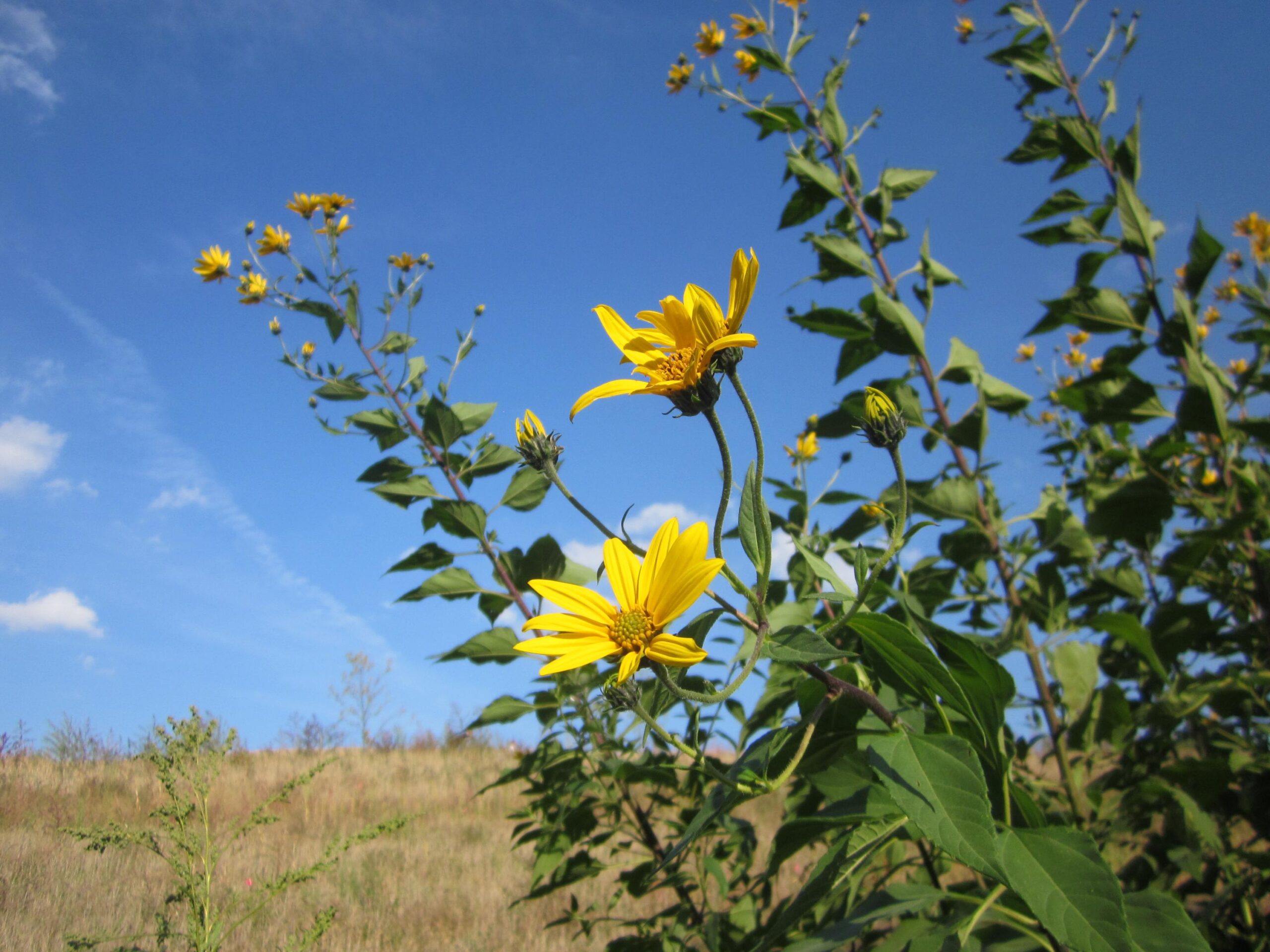 Milwaukee Rotary Centennial Arboretum