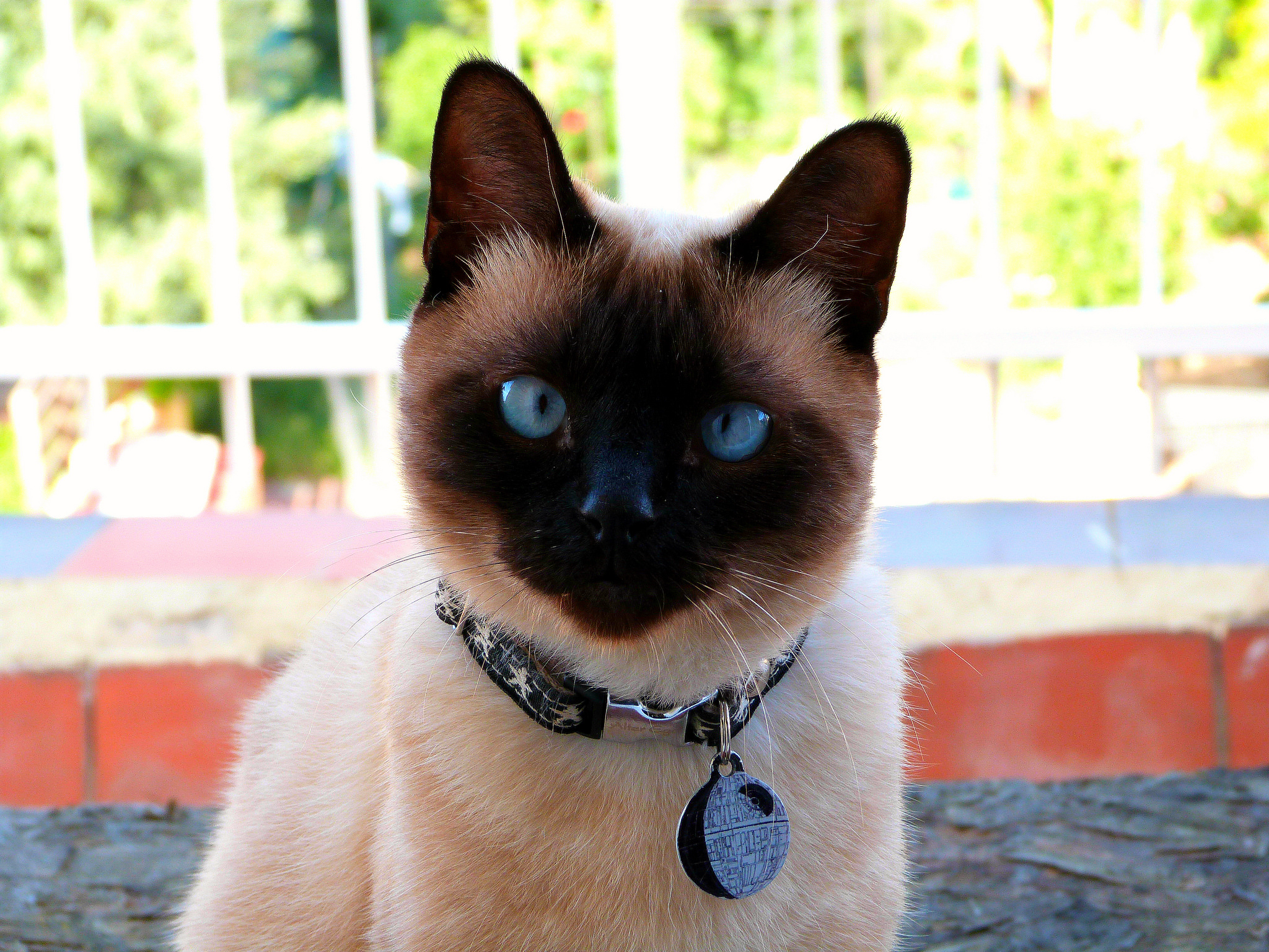 Siamese cat with tags on collar