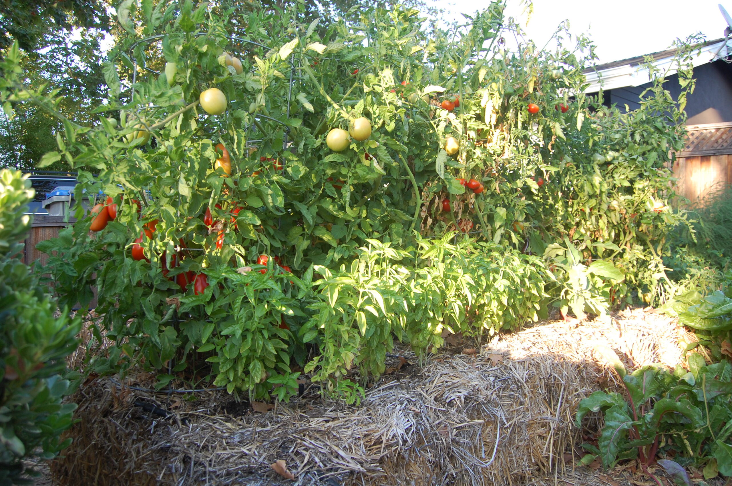 Tomatoes Planted in Straw Bales