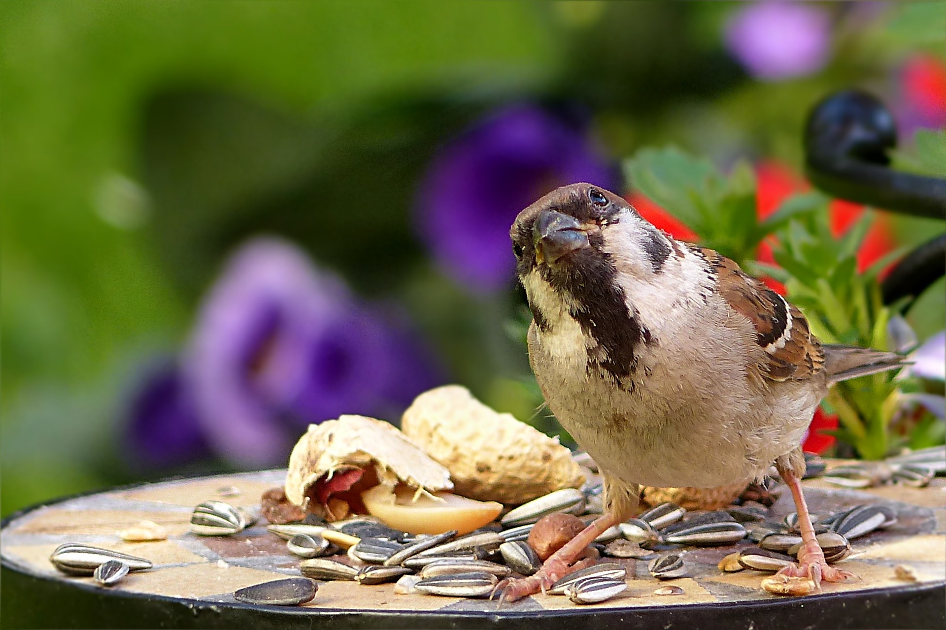 Sparrow at feeder