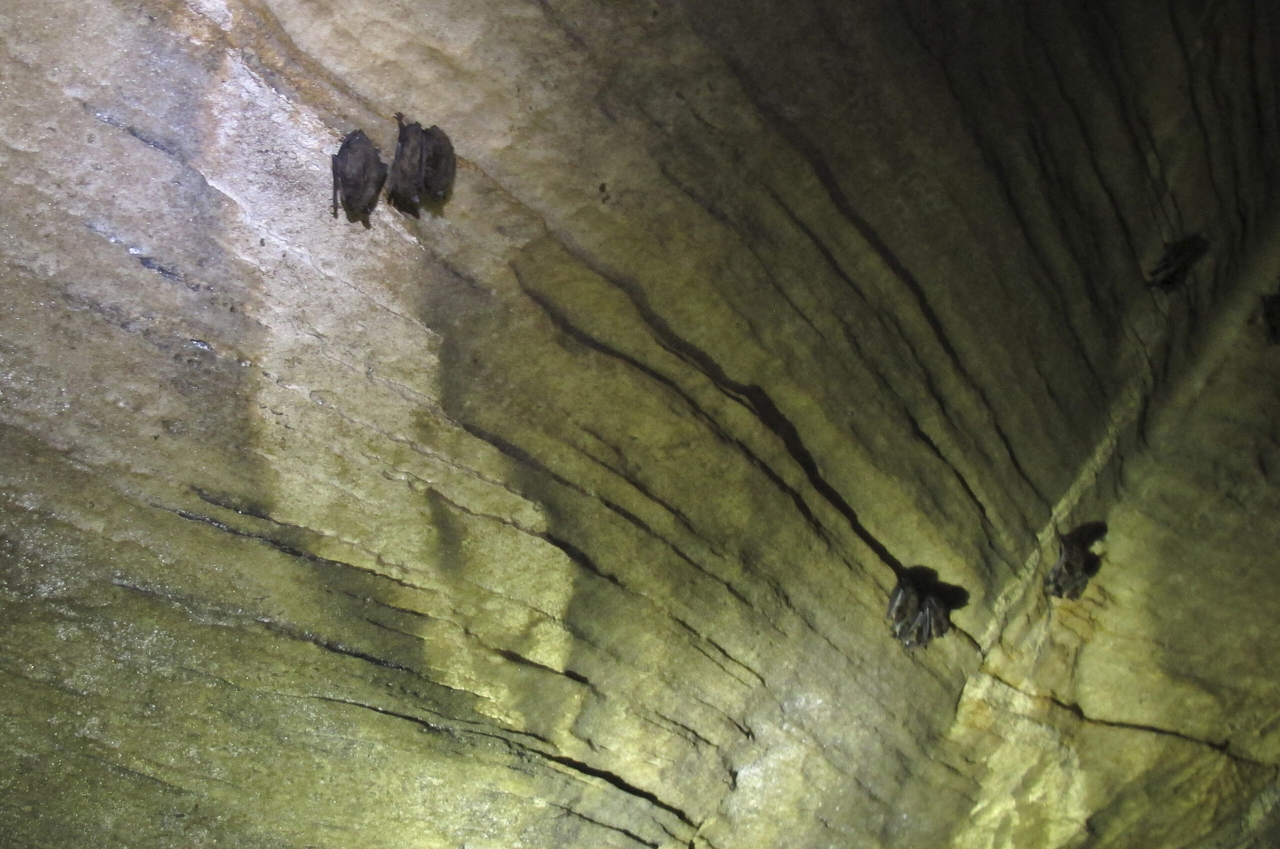 Bats hang from the ceiling of a cave