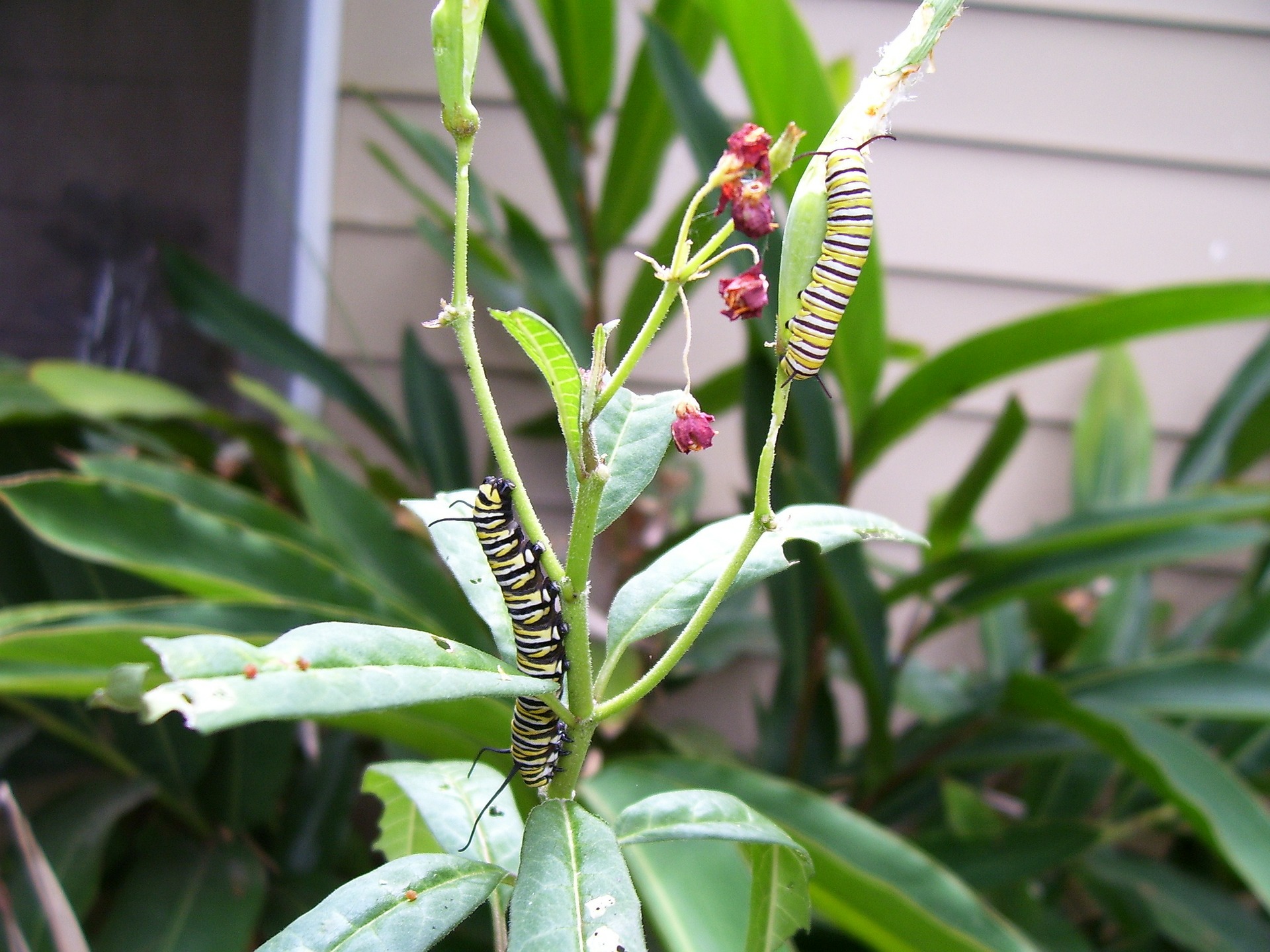 monarch caterpillars on milkweed