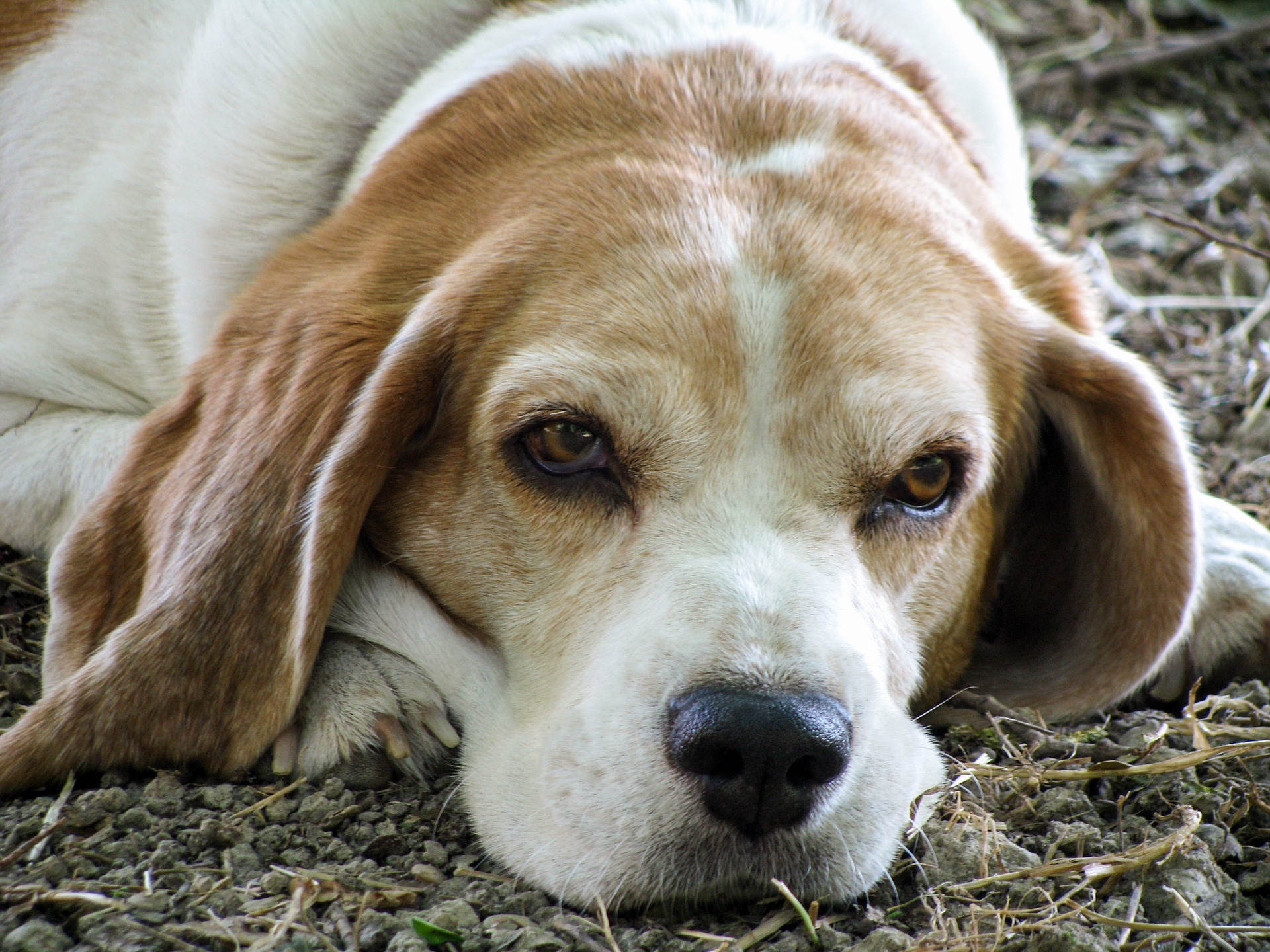 Older beagle