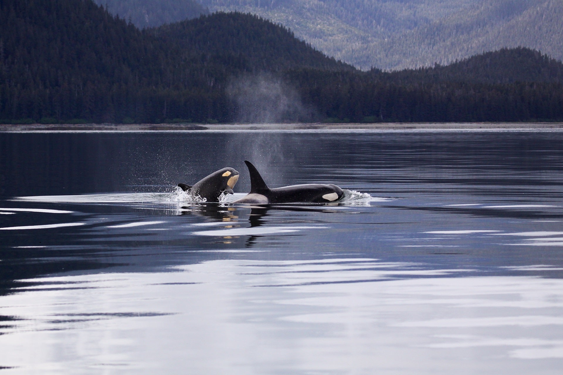 Orcas breaching