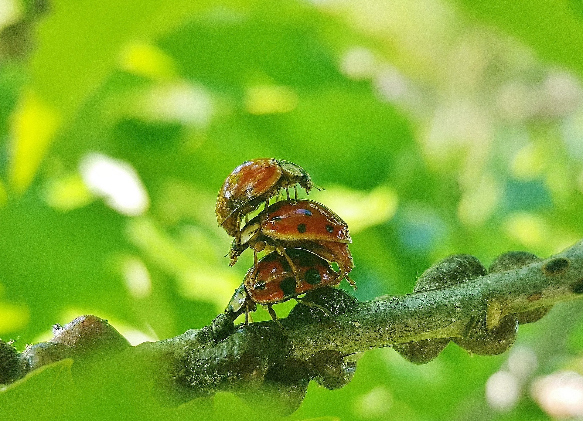 lady beetles on branch