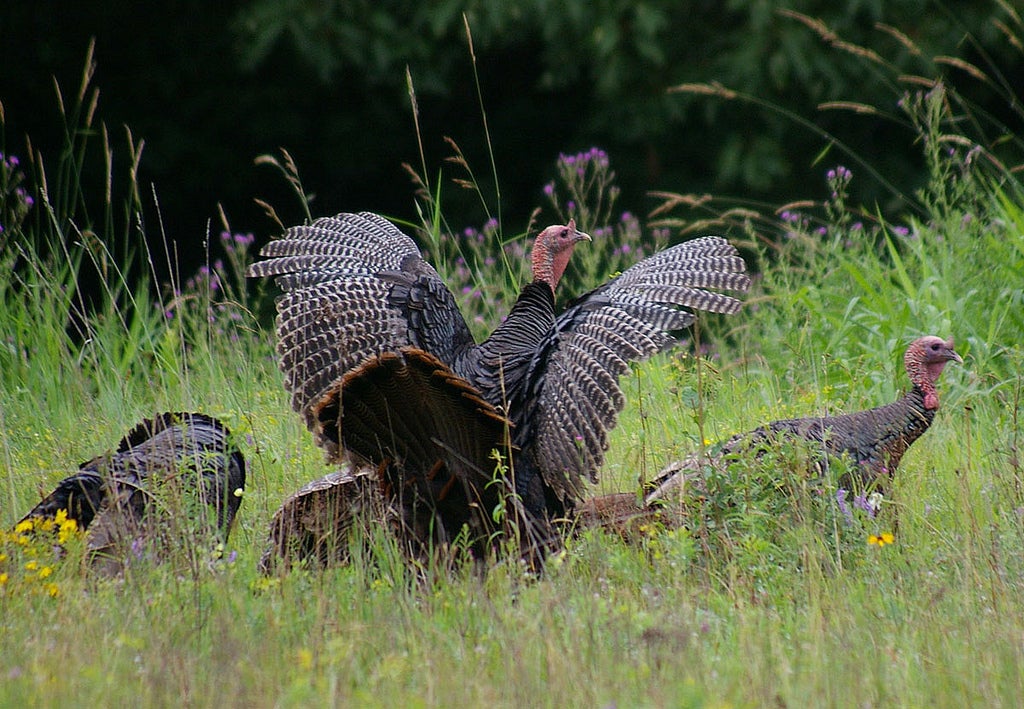 turkeys in field