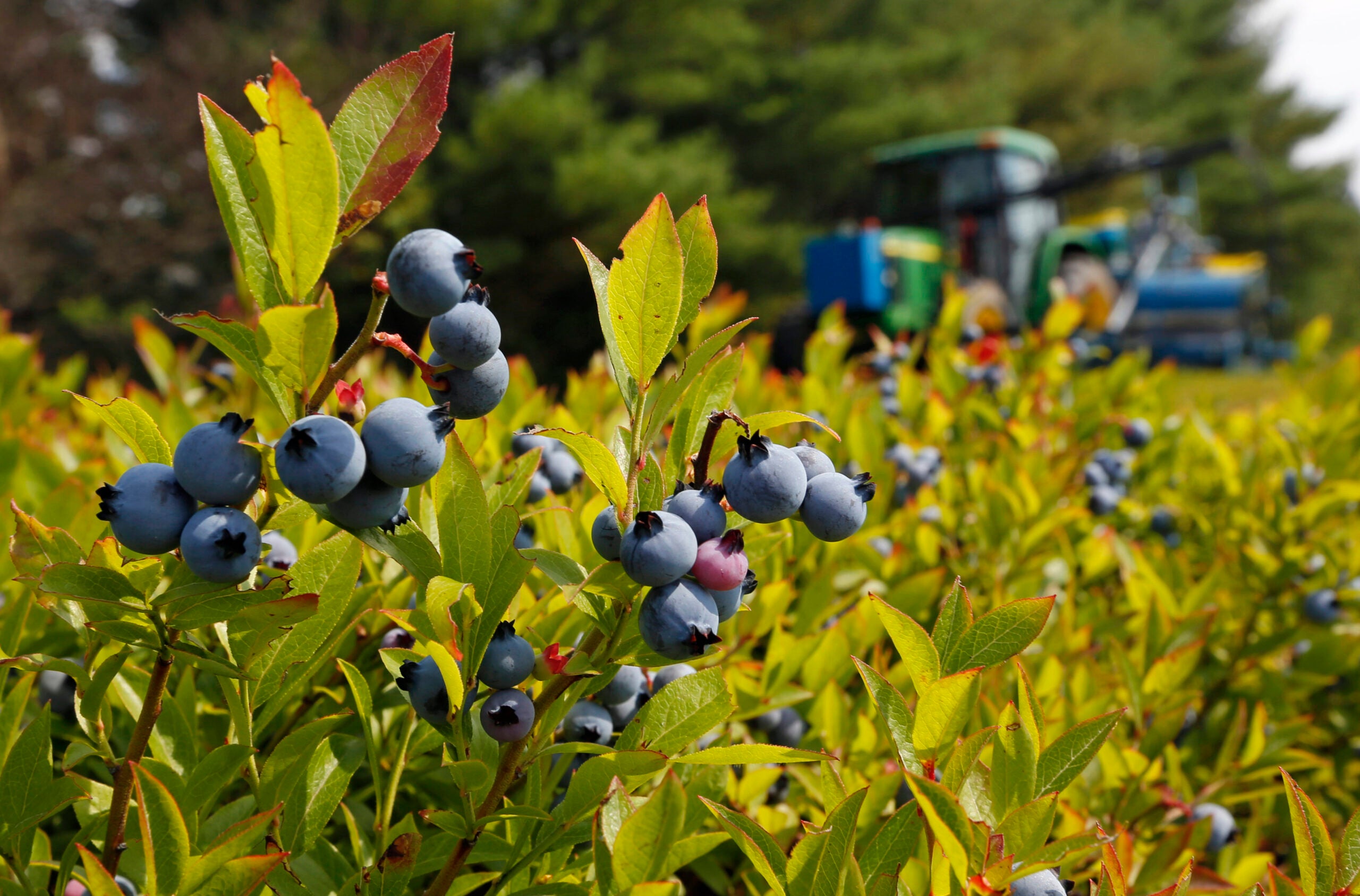 Blueberry plants