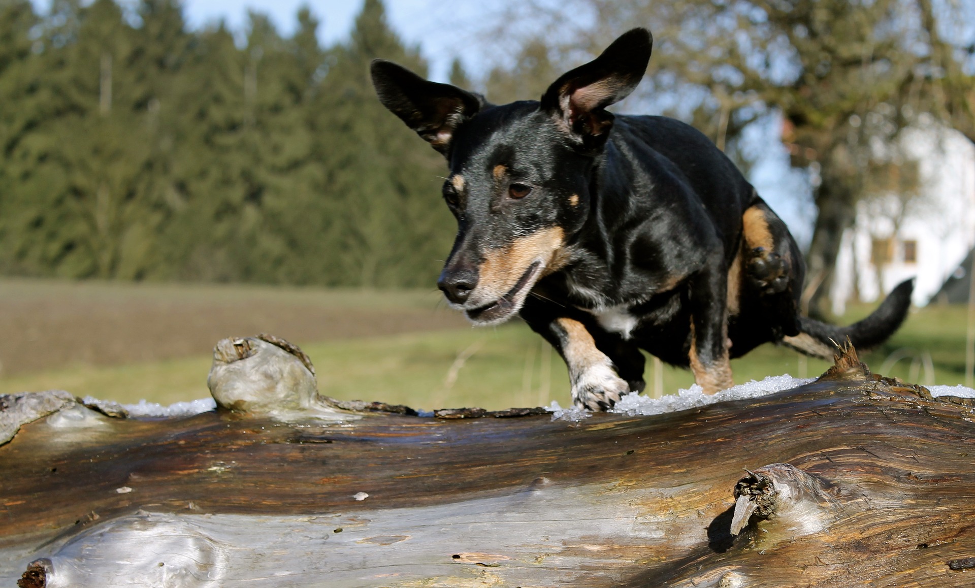 dachshund jumping over log