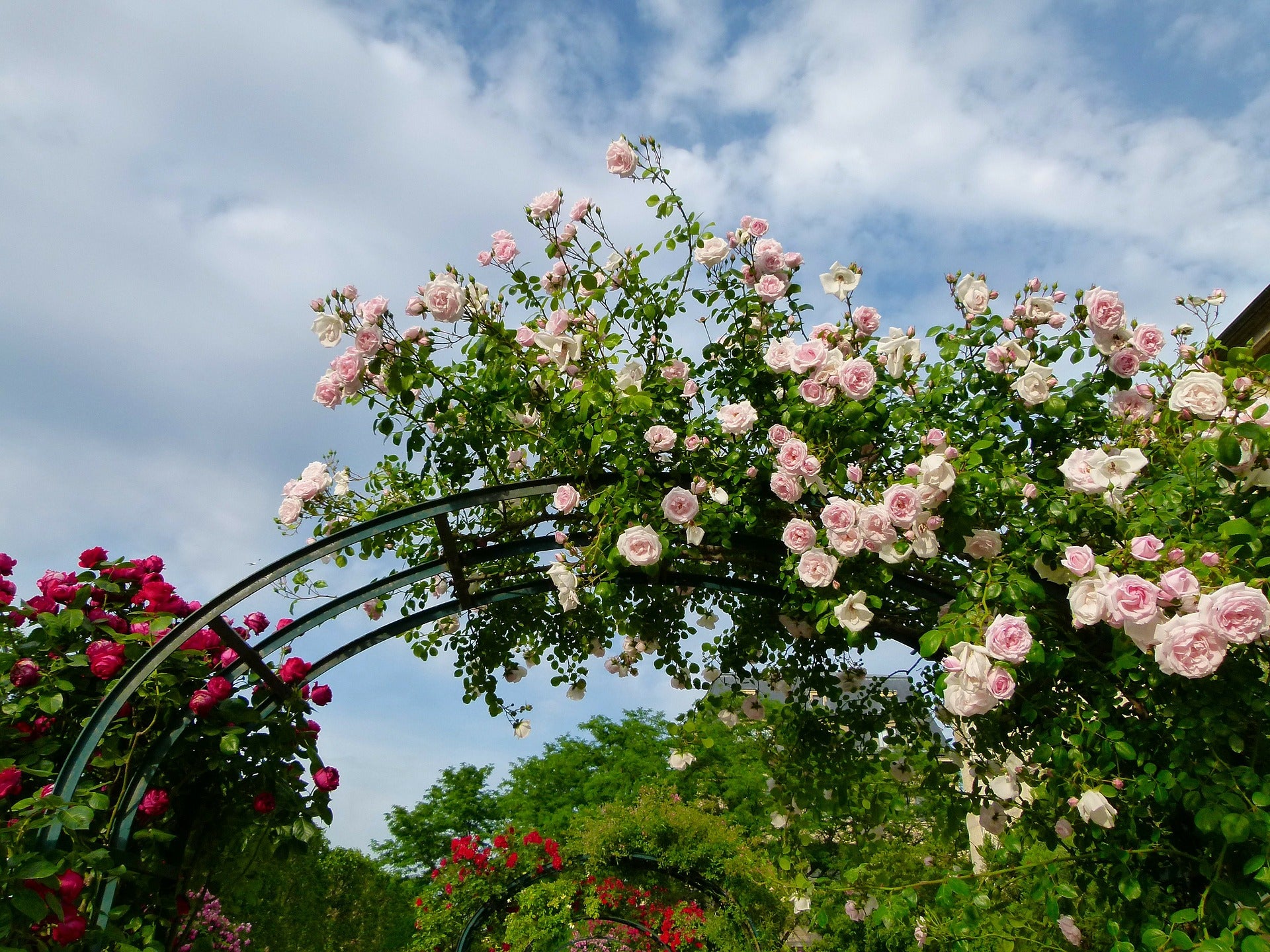 rose arbor