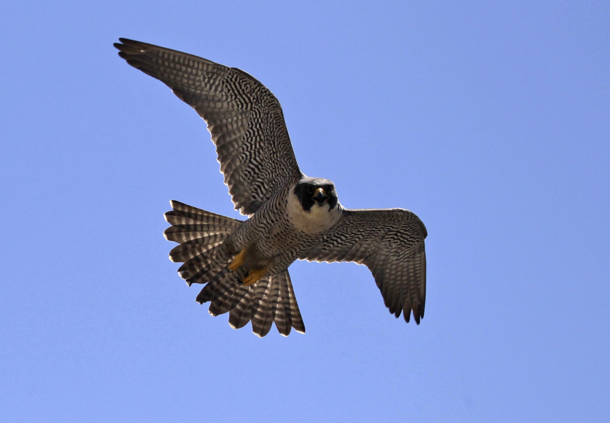 Peregrine Falcon