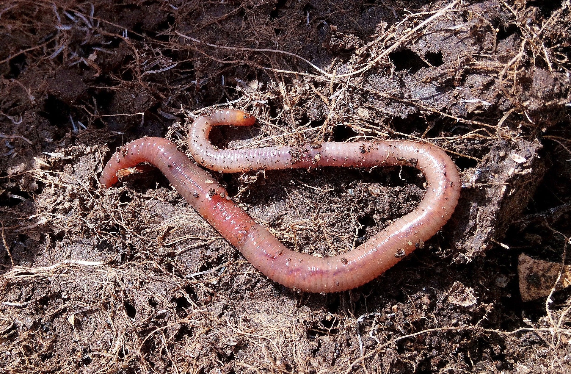 worm in soil