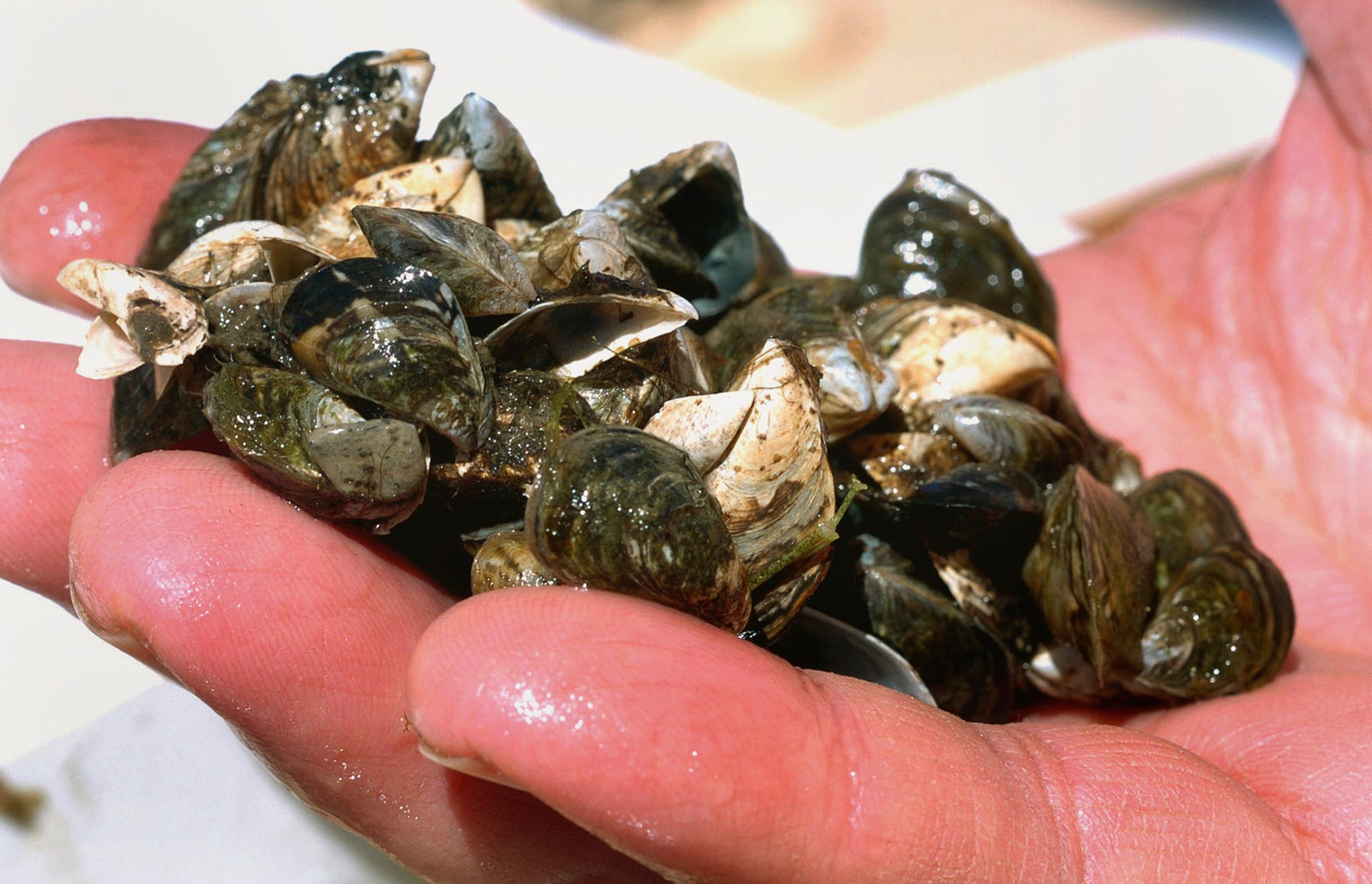 Zebra mussels