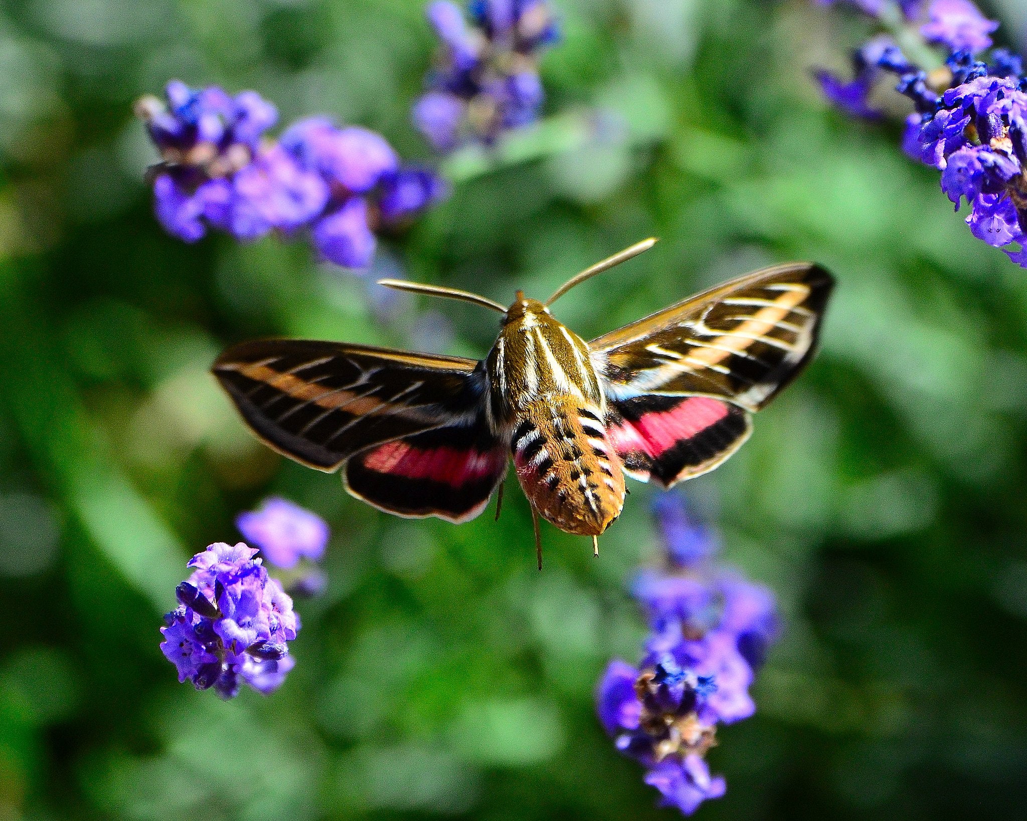 Hummingbird moth