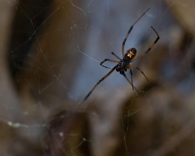 Black widow spider