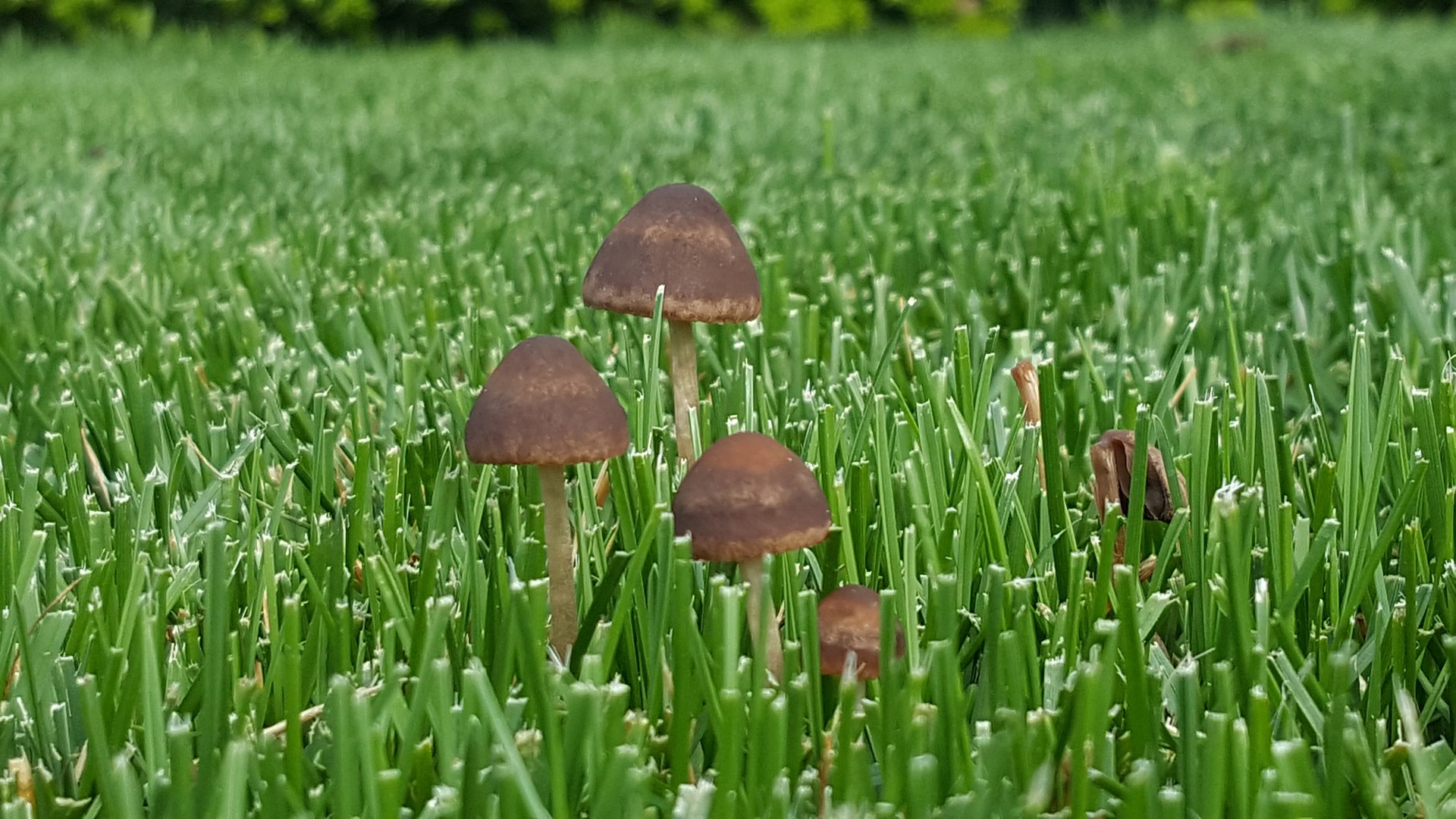 mushrooms in a lawn