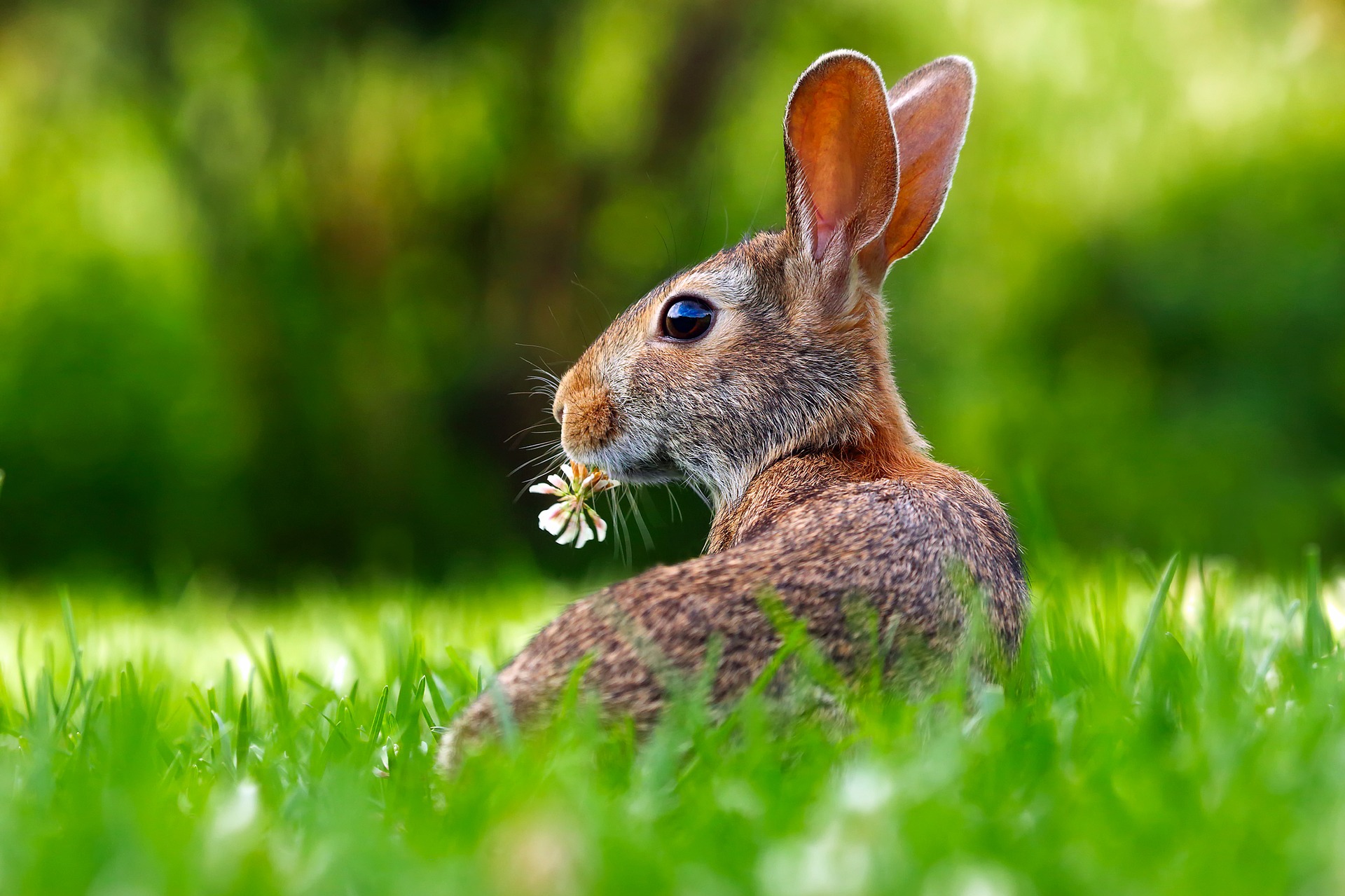 rabbit eating clover