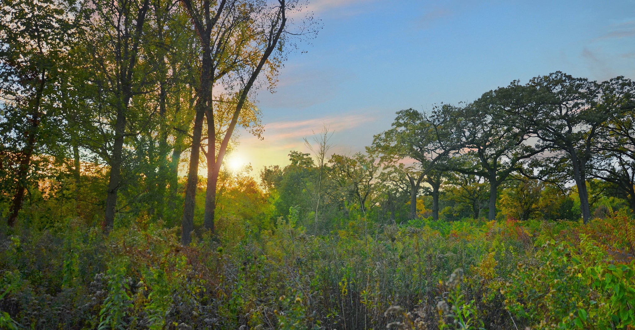 Wingra Oak Savanna-UW Arboretum