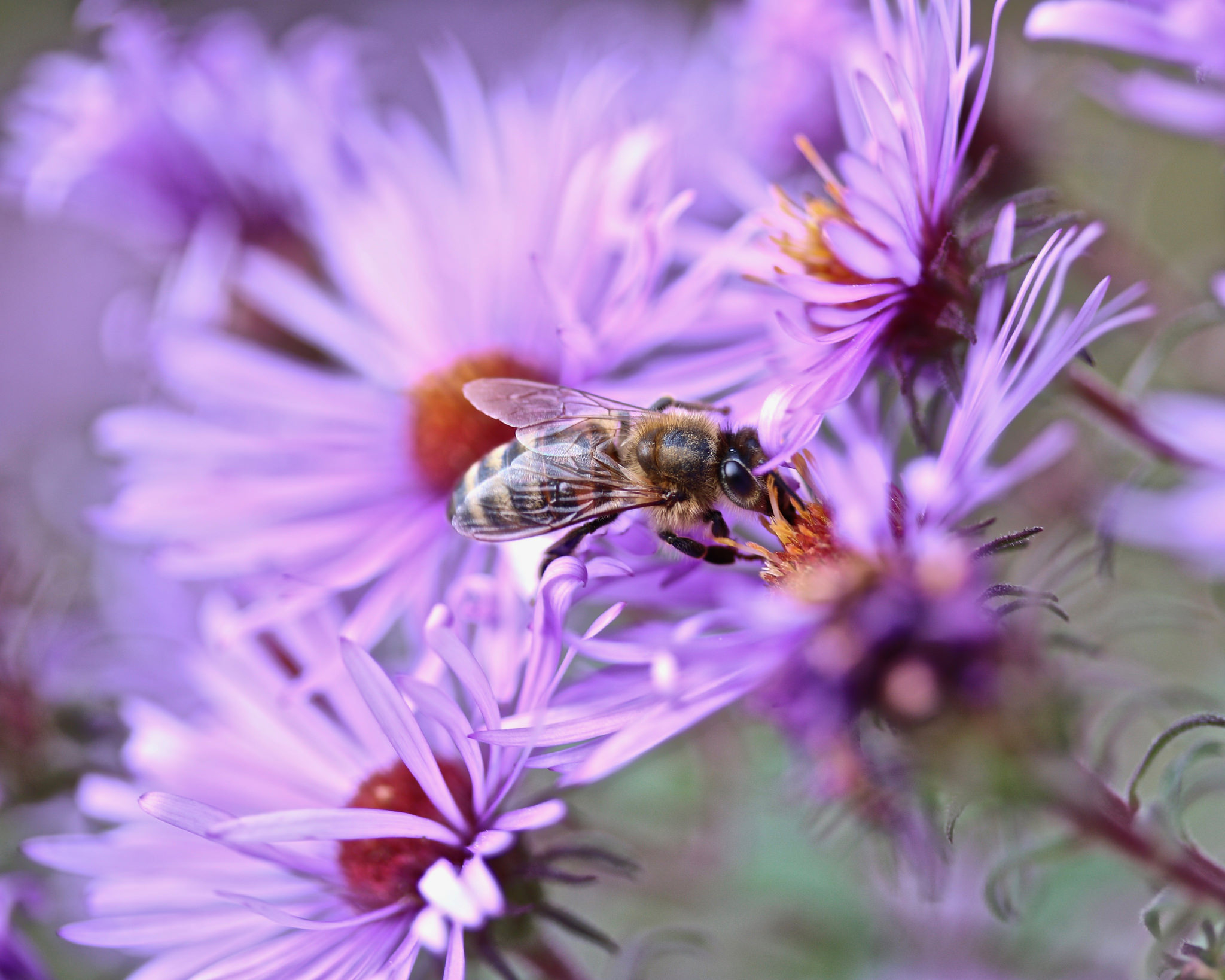 close up of aster with bee