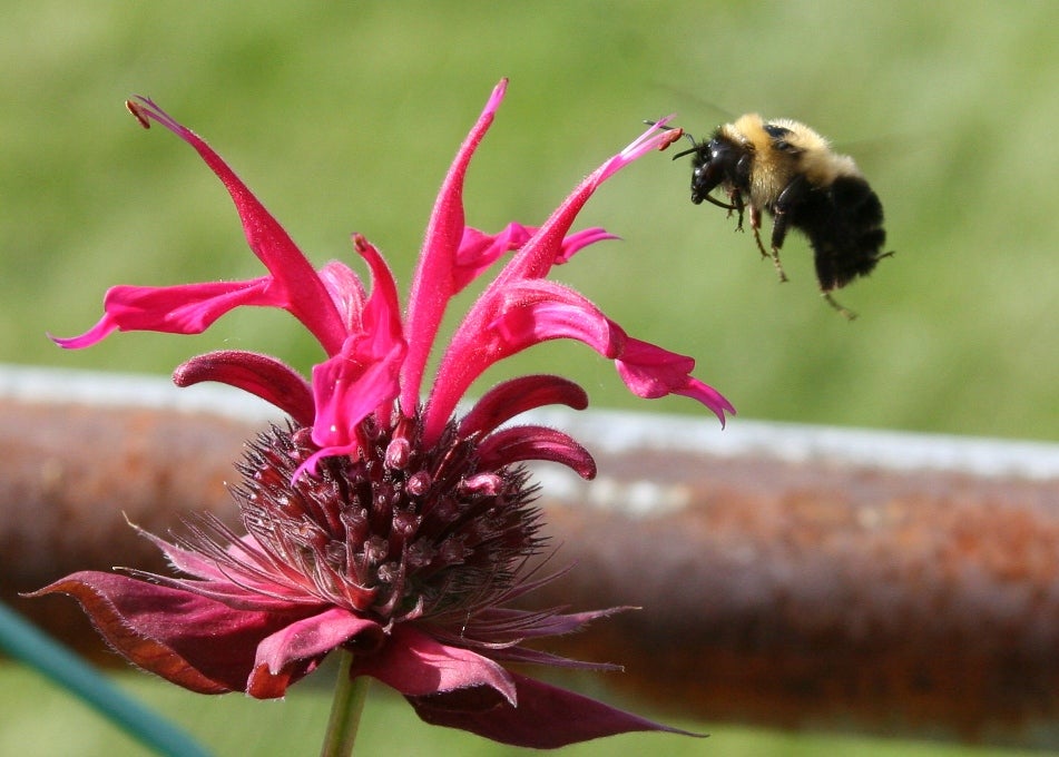 Bee and bee balm