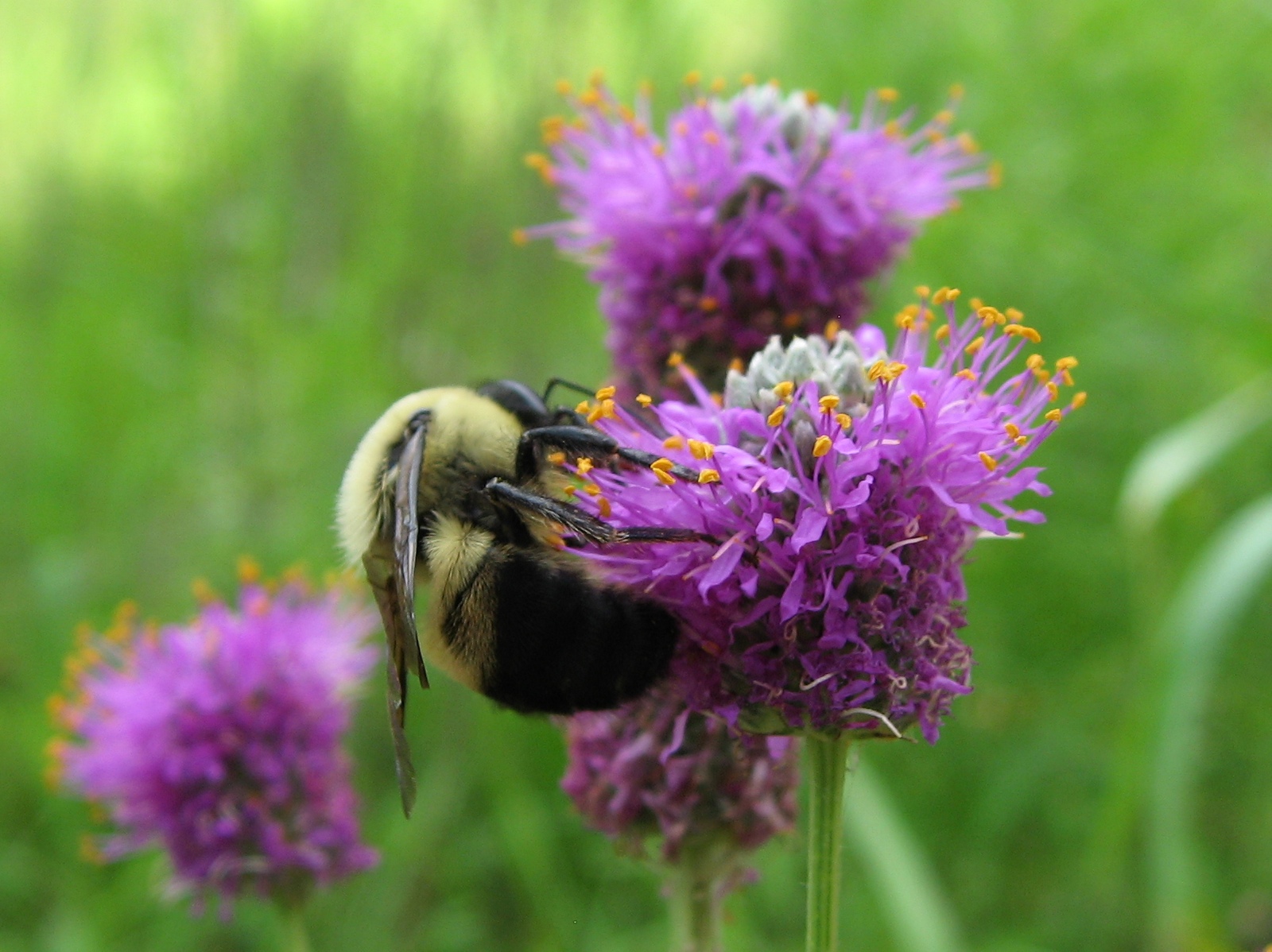 Purple prairie clover with bee