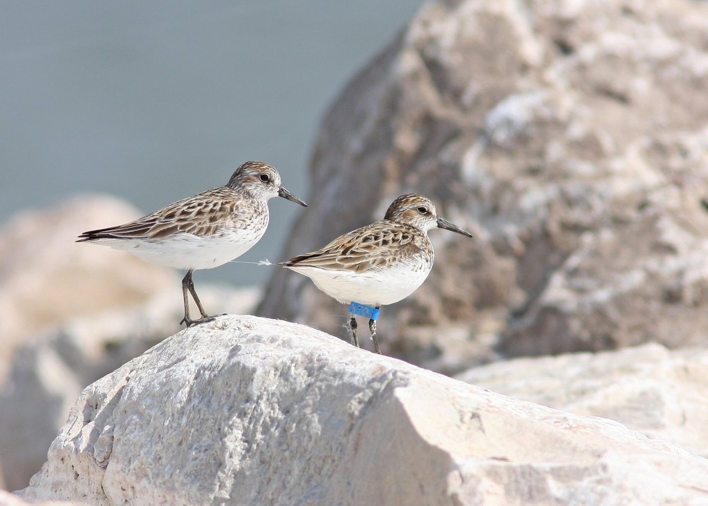 Sandpipers