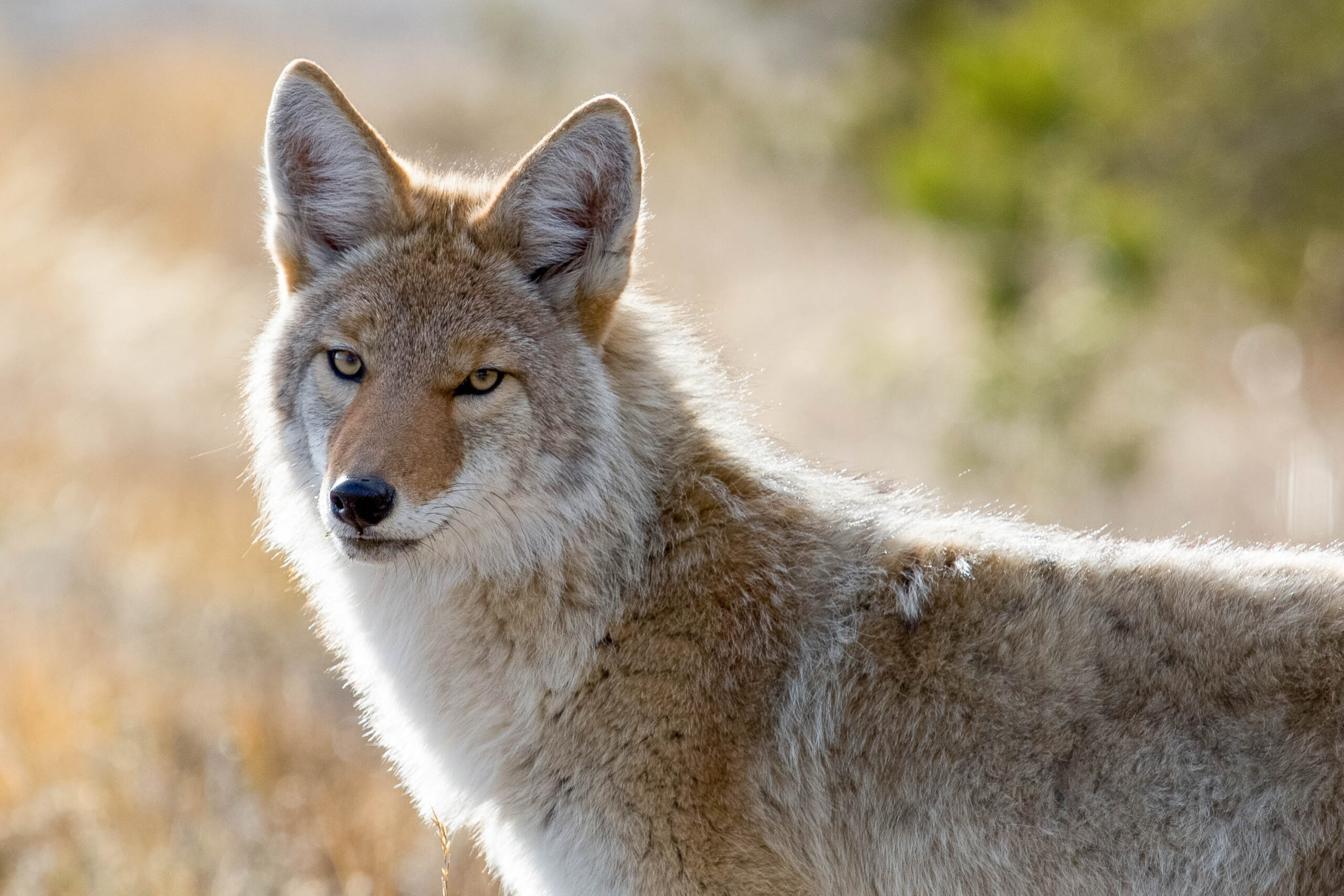 How Coyotes Are Winning The War We’ve Waged On Them