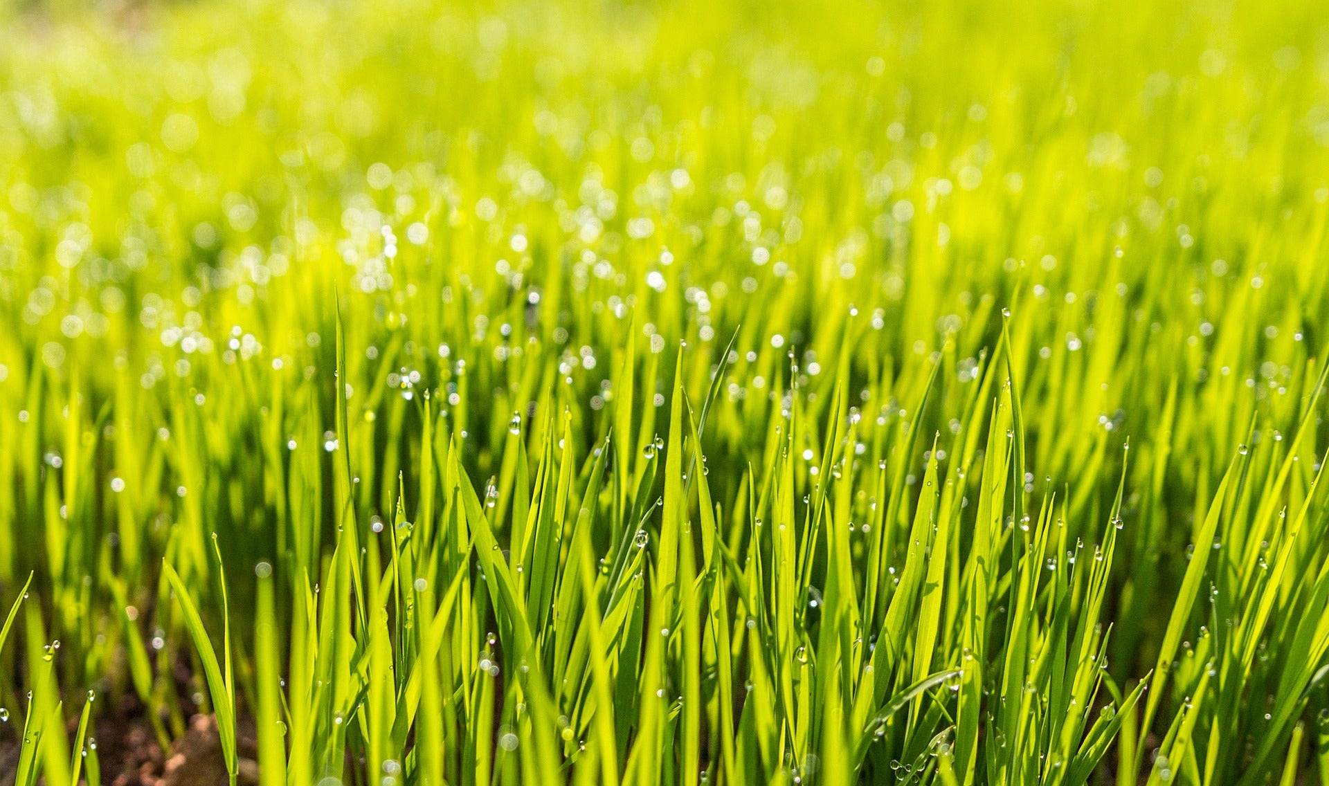 close up of turf grass