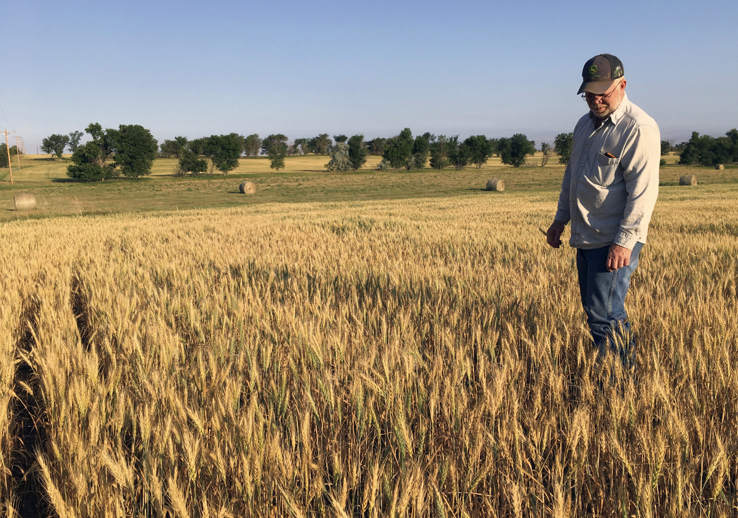 Farmer surveys wheat field near Beulah, N.D., that should be twice as tall as it is