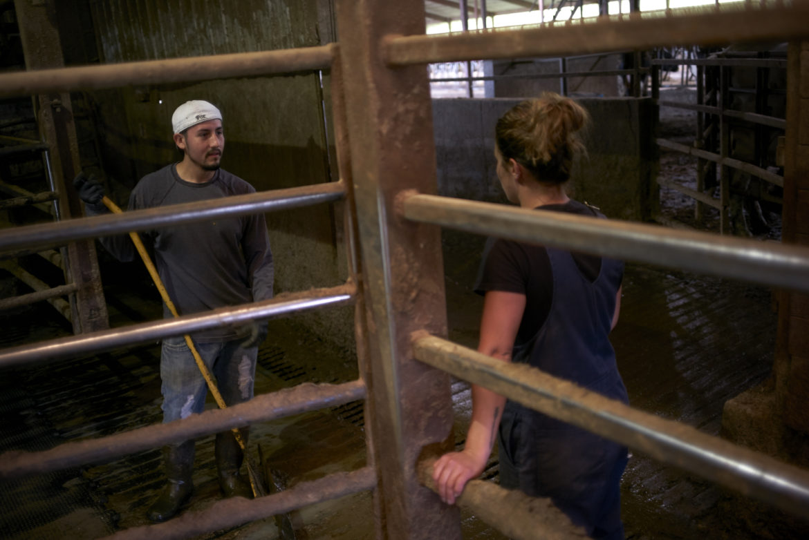 No Sanctuary, Fewer Farmhands: Coping With Trump Agenda In America’s Dairyland
