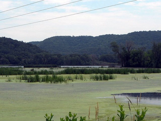 La Crosse River Marsh