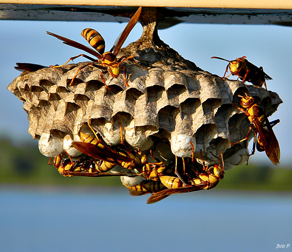 Paper wasp nest