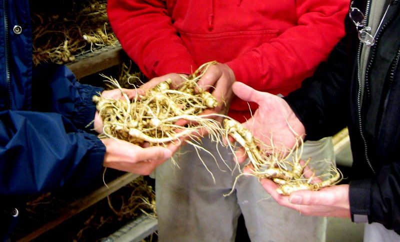 World’s First International Ginseng Festival Planned For Wausau Area