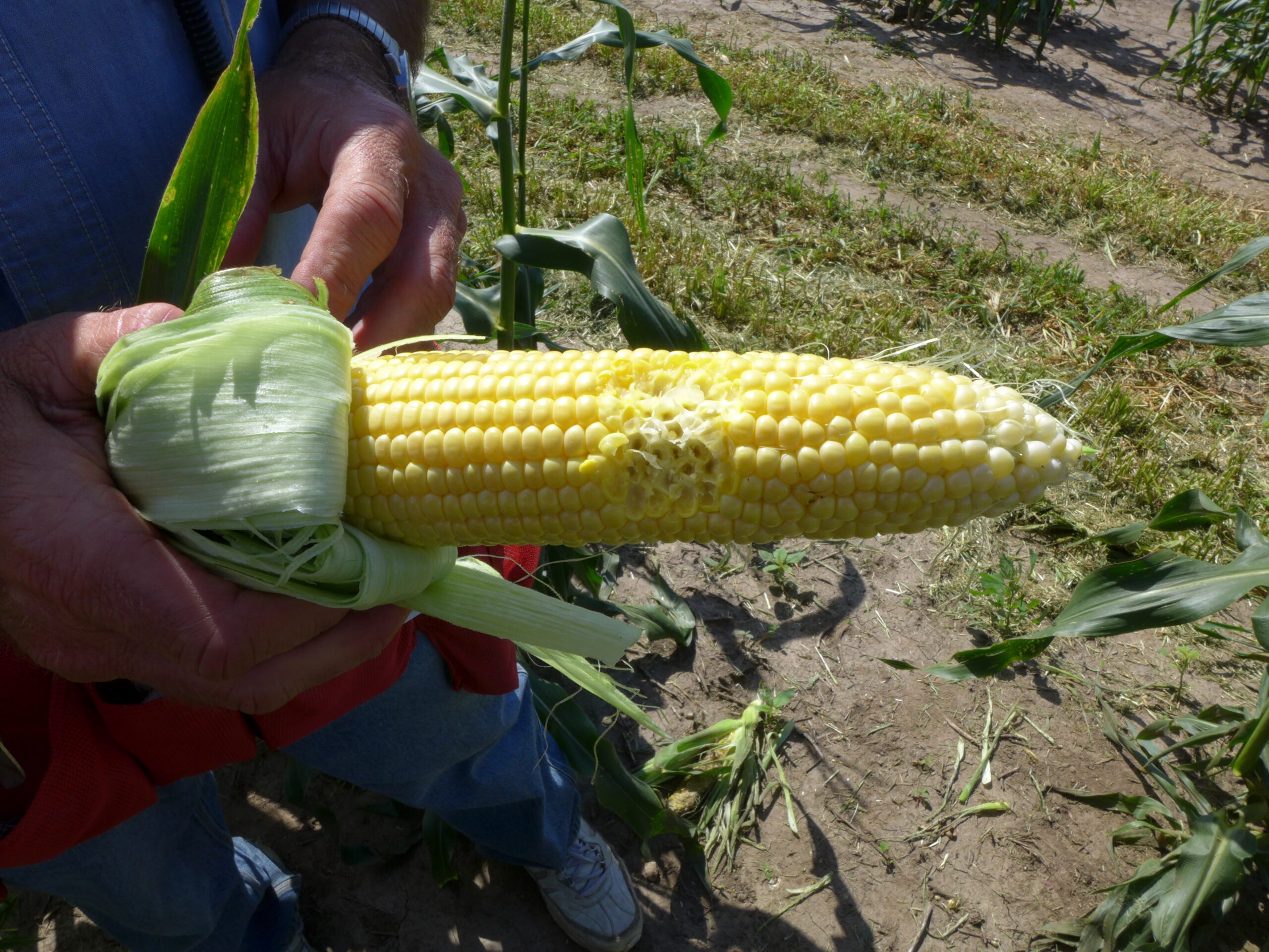 sweet corn meant to be eaten without being cooked