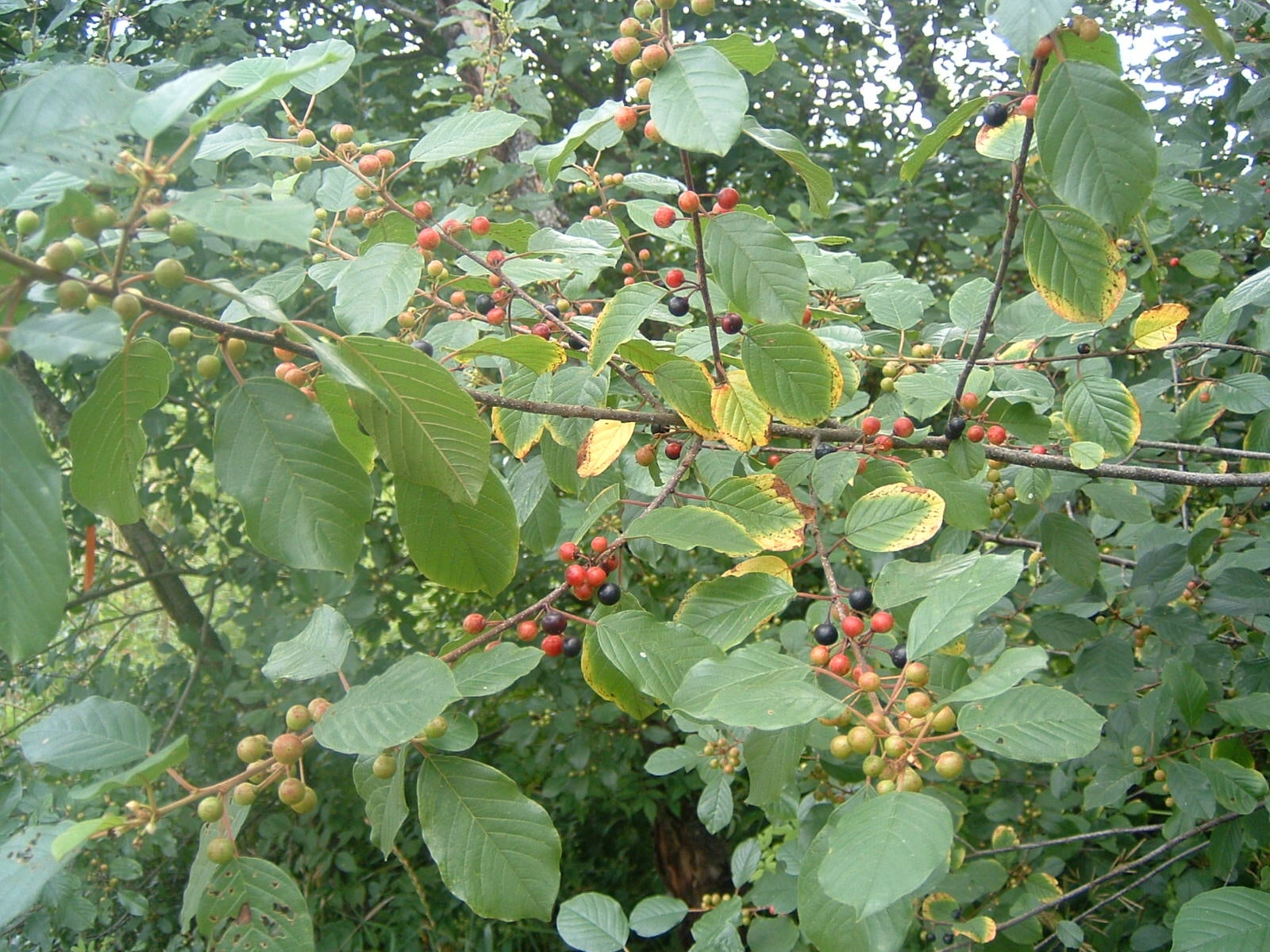 common buckthorn
