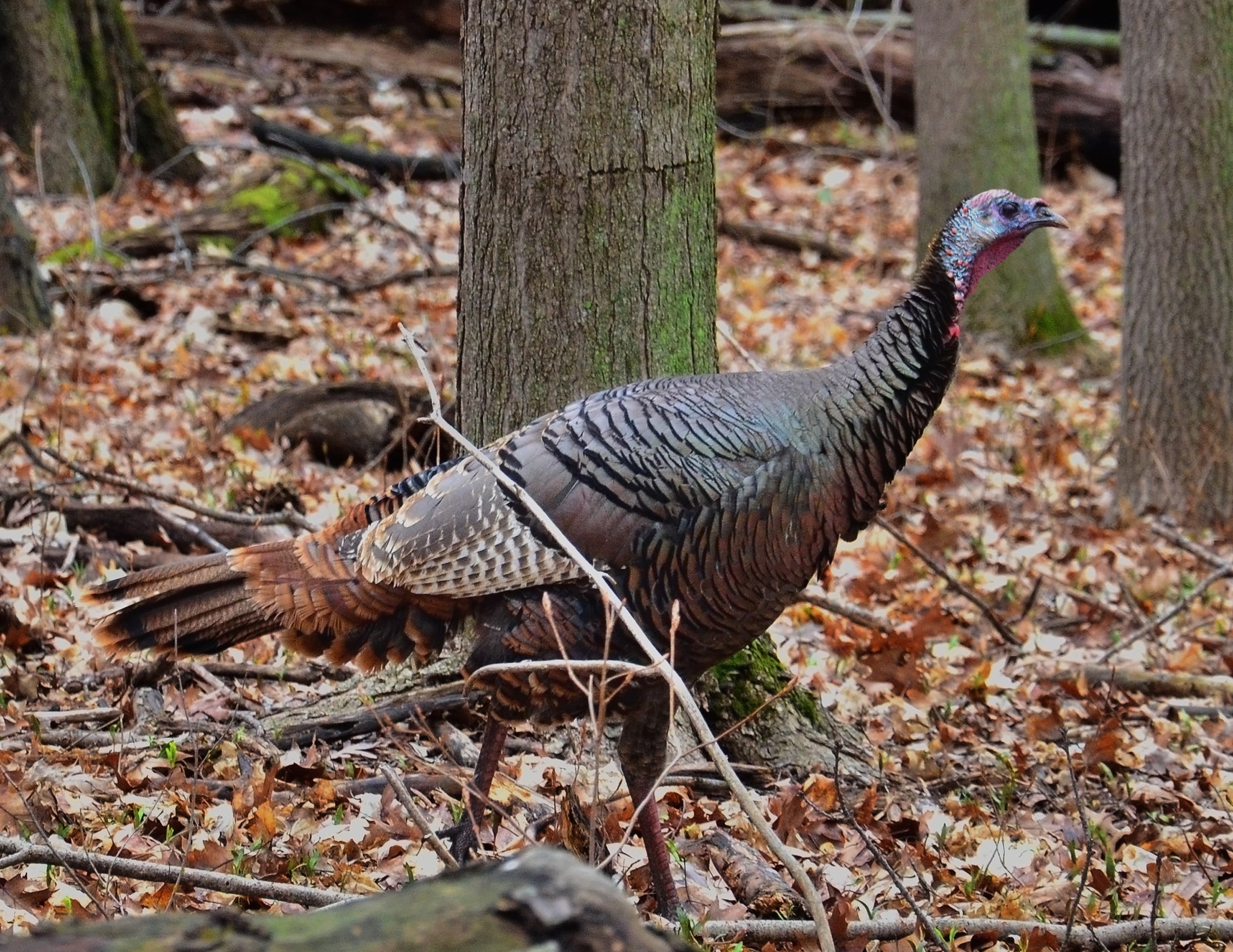 wild turkey